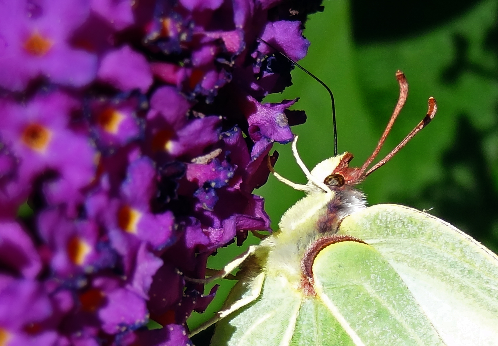 Citroenvlinder (close-up)