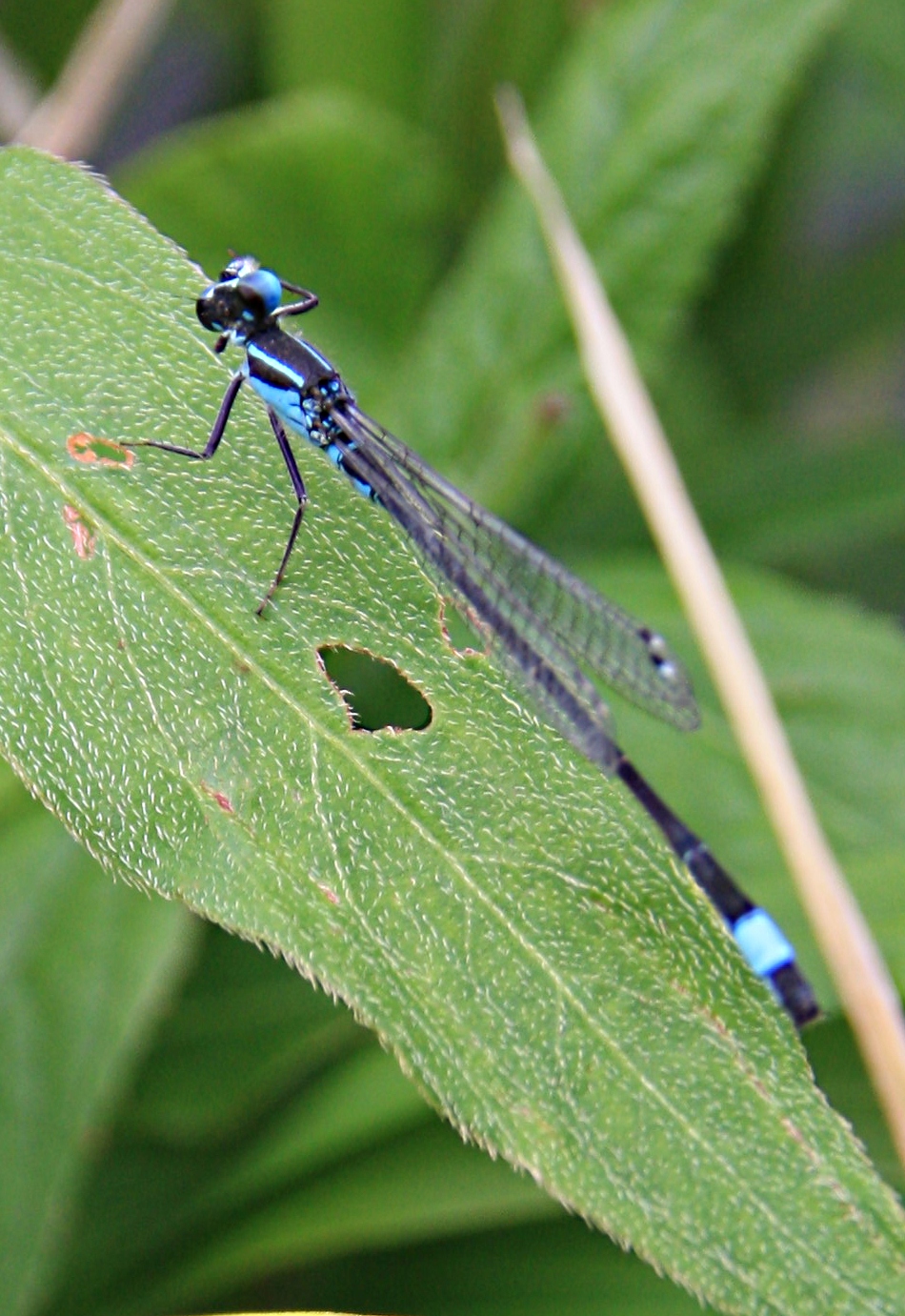 Blauwe waterjuffer die z'n kop draait