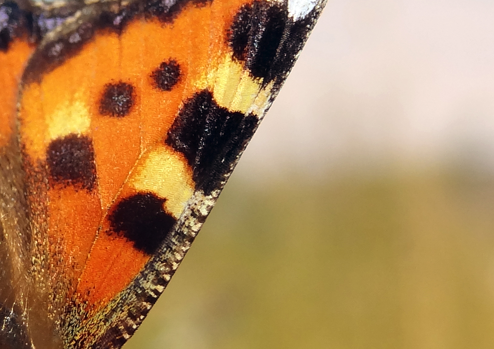 Vleugel kleine vos