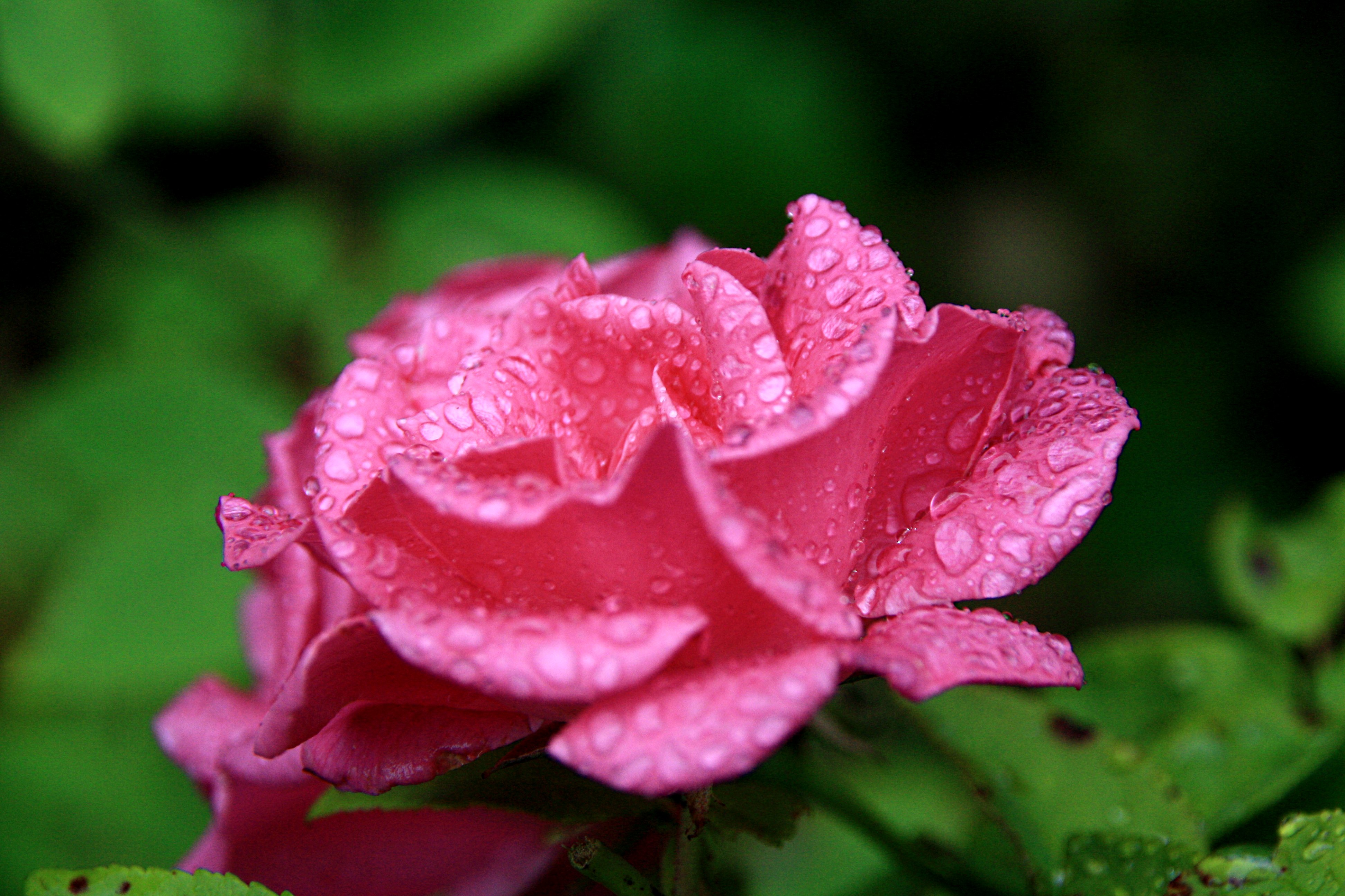 Roze schoonheid