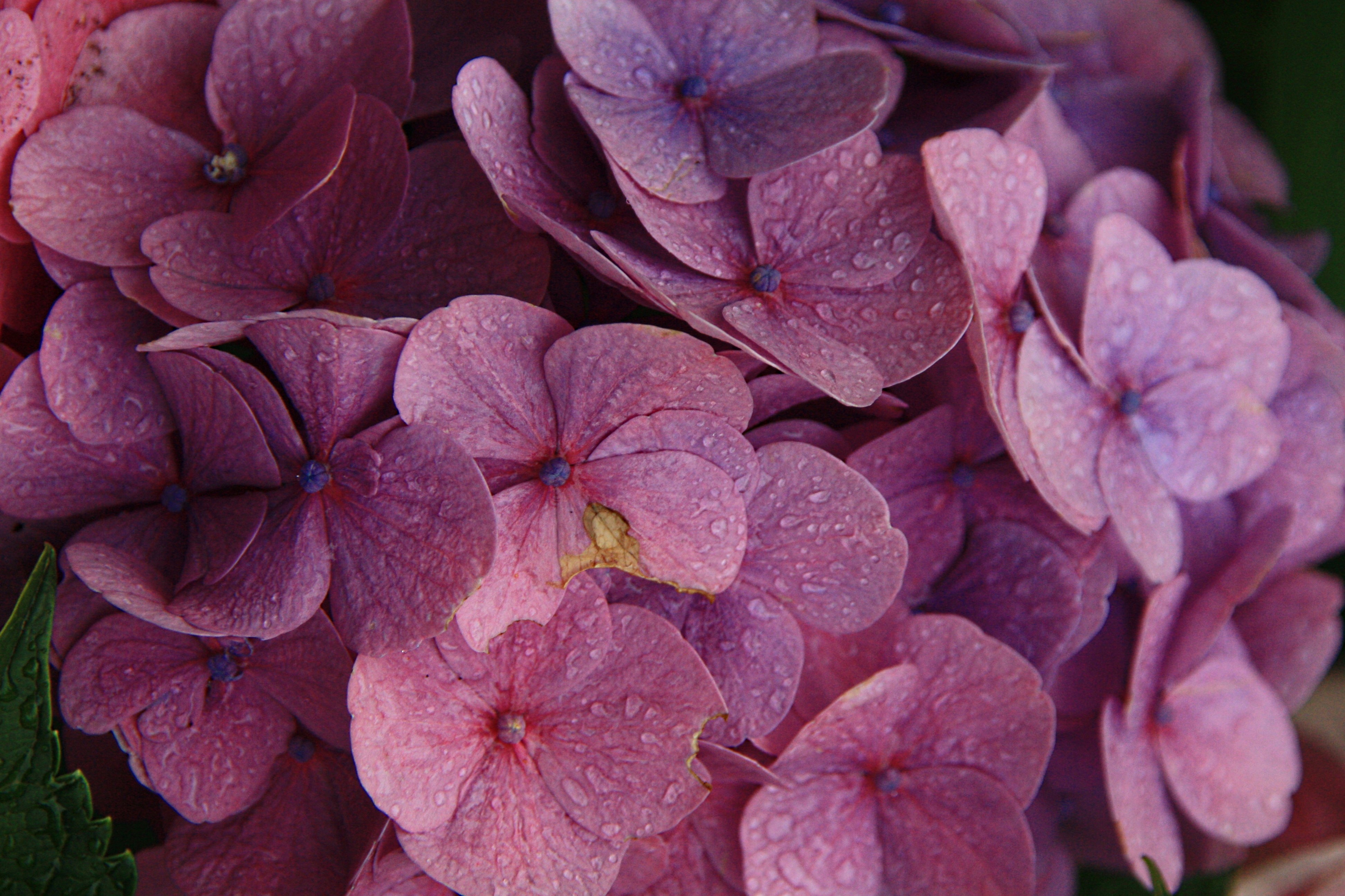 Hortensia