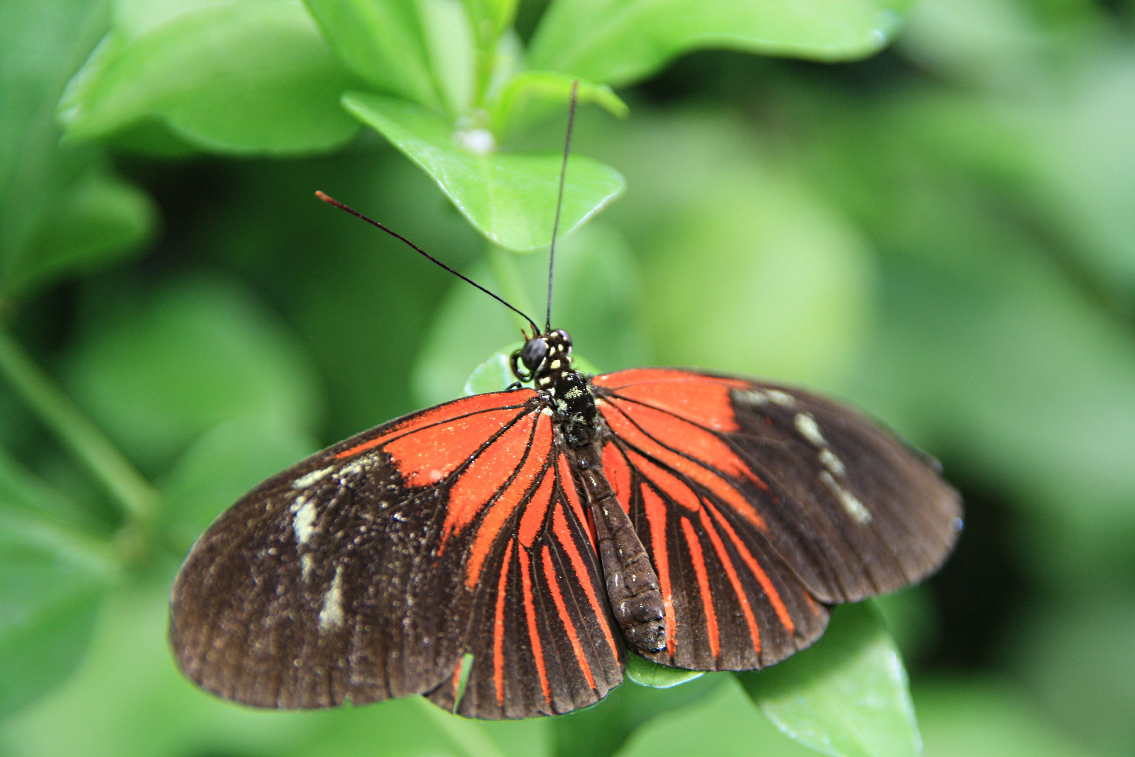 Oranje zwarte vlinder