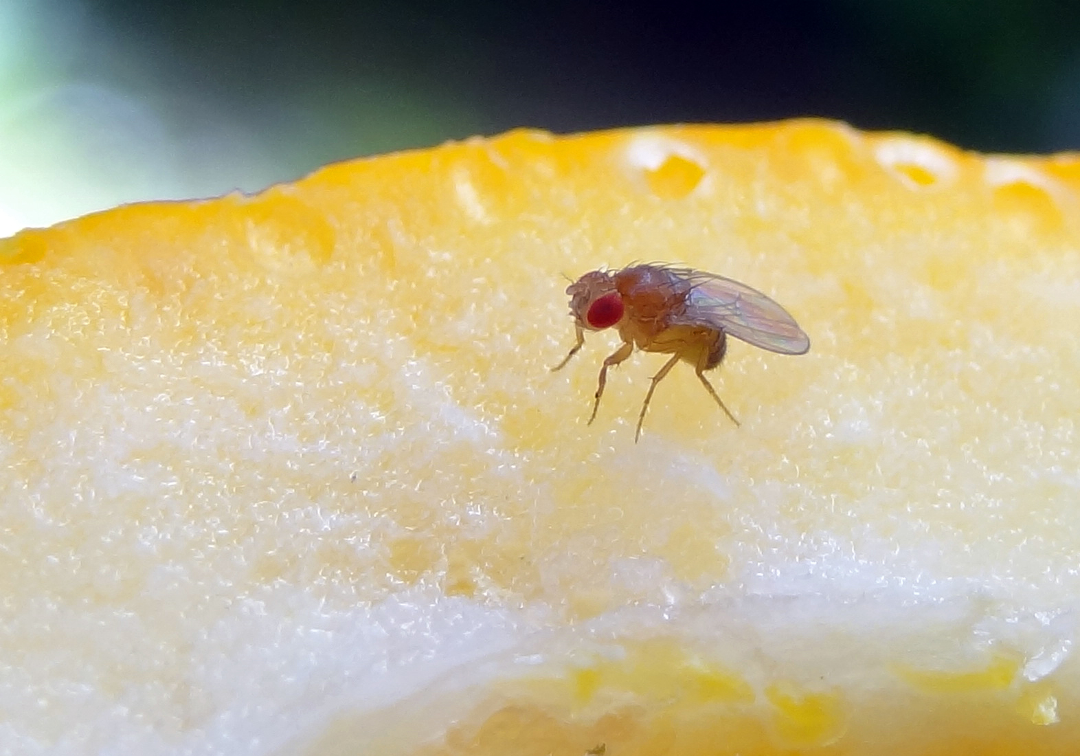 Fruitvliegje
