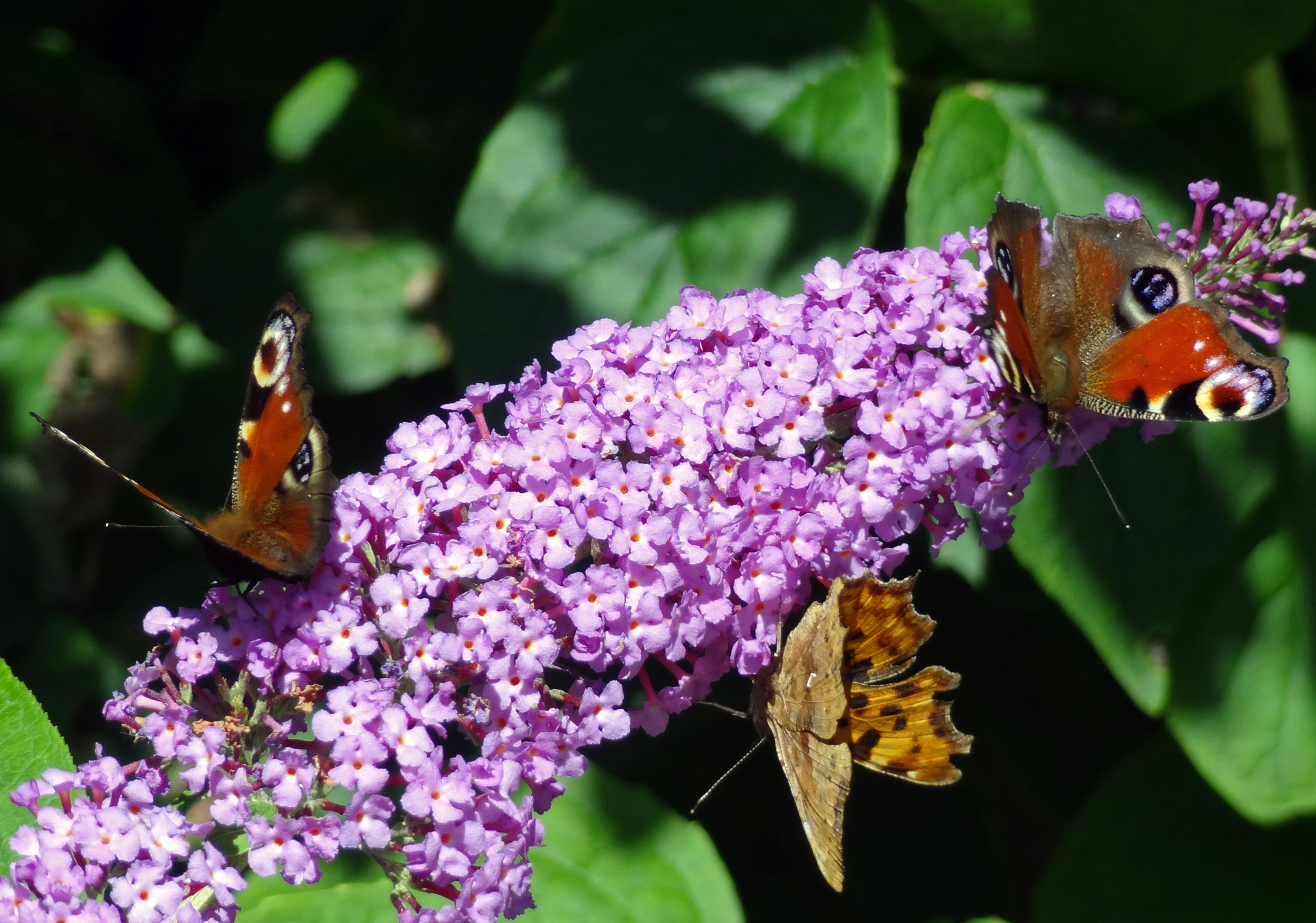 Drie vlinders