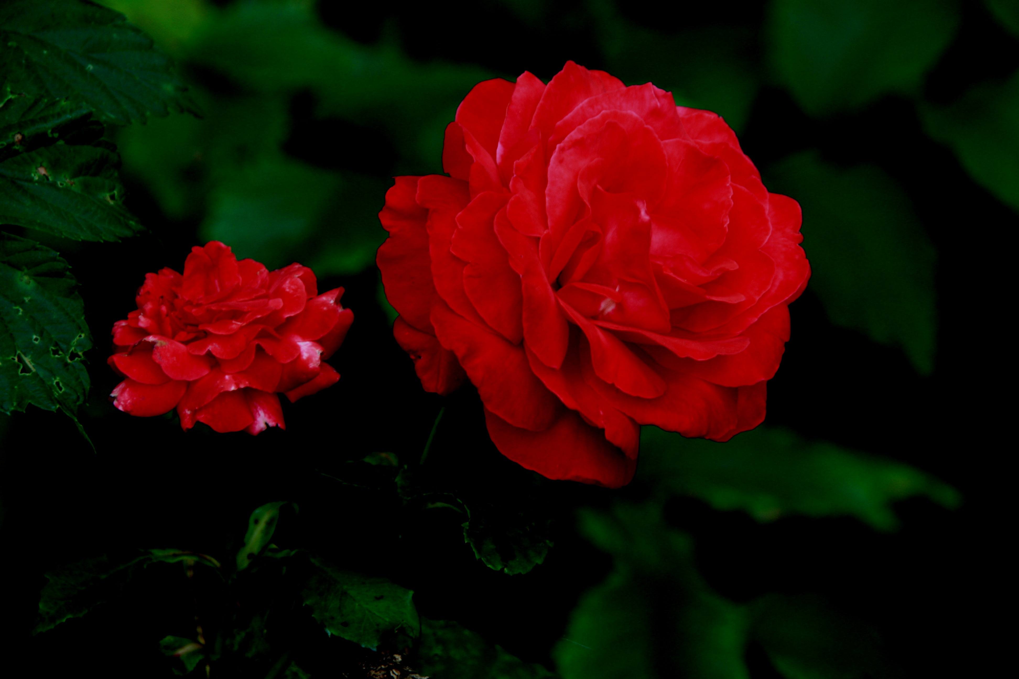 Red Rose