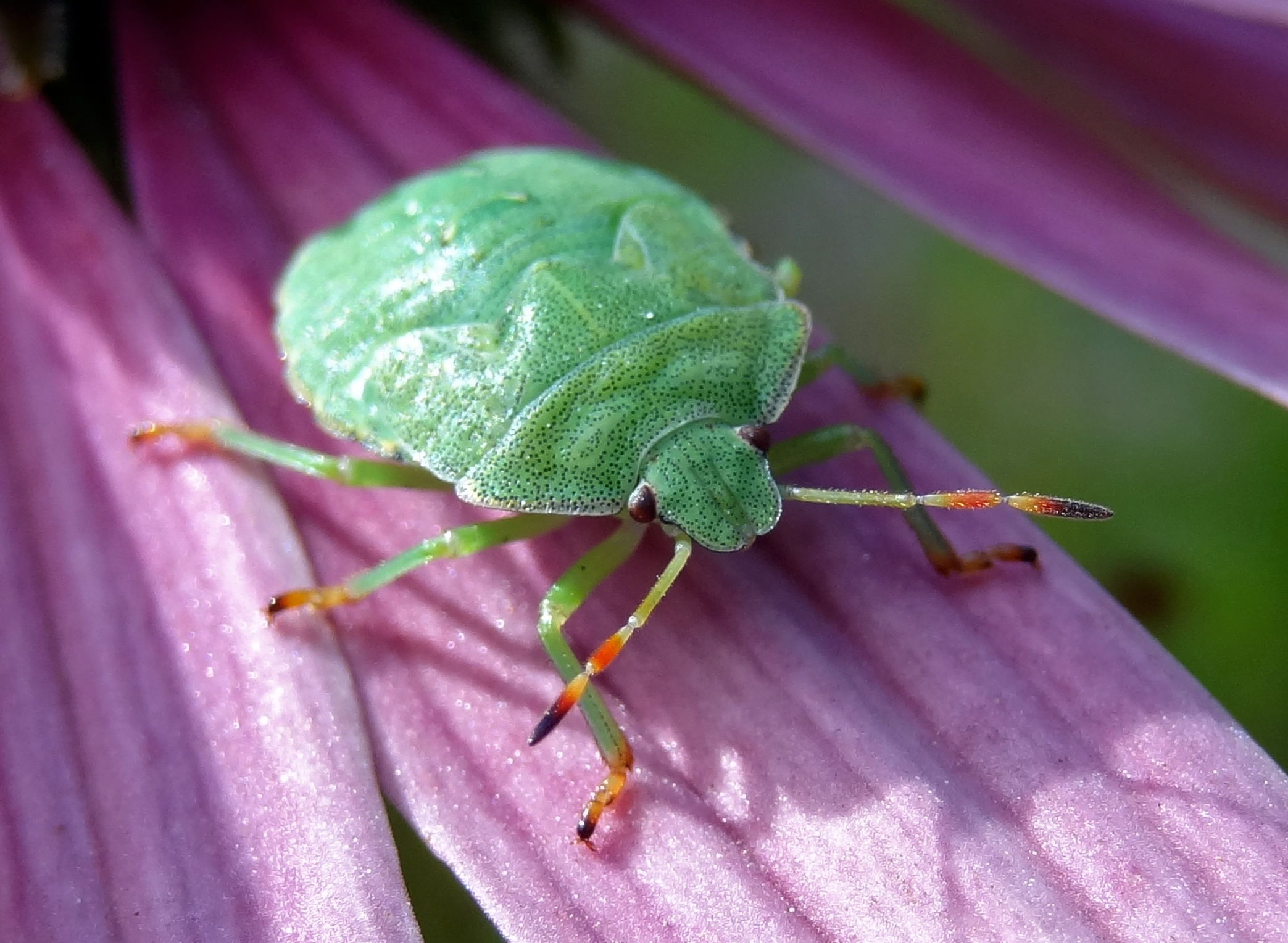 Groene stinkwants op zonnehoed