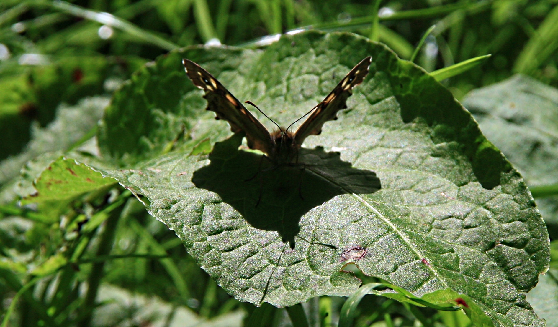 Bontzandoogje a/h zonnen