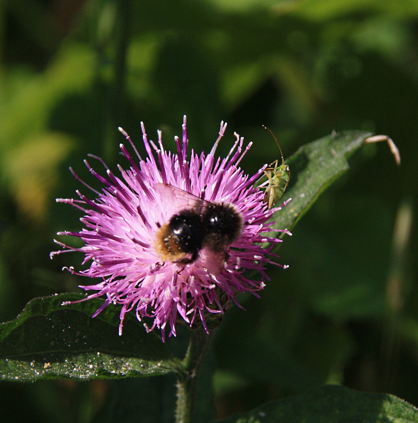 Hommel op distel