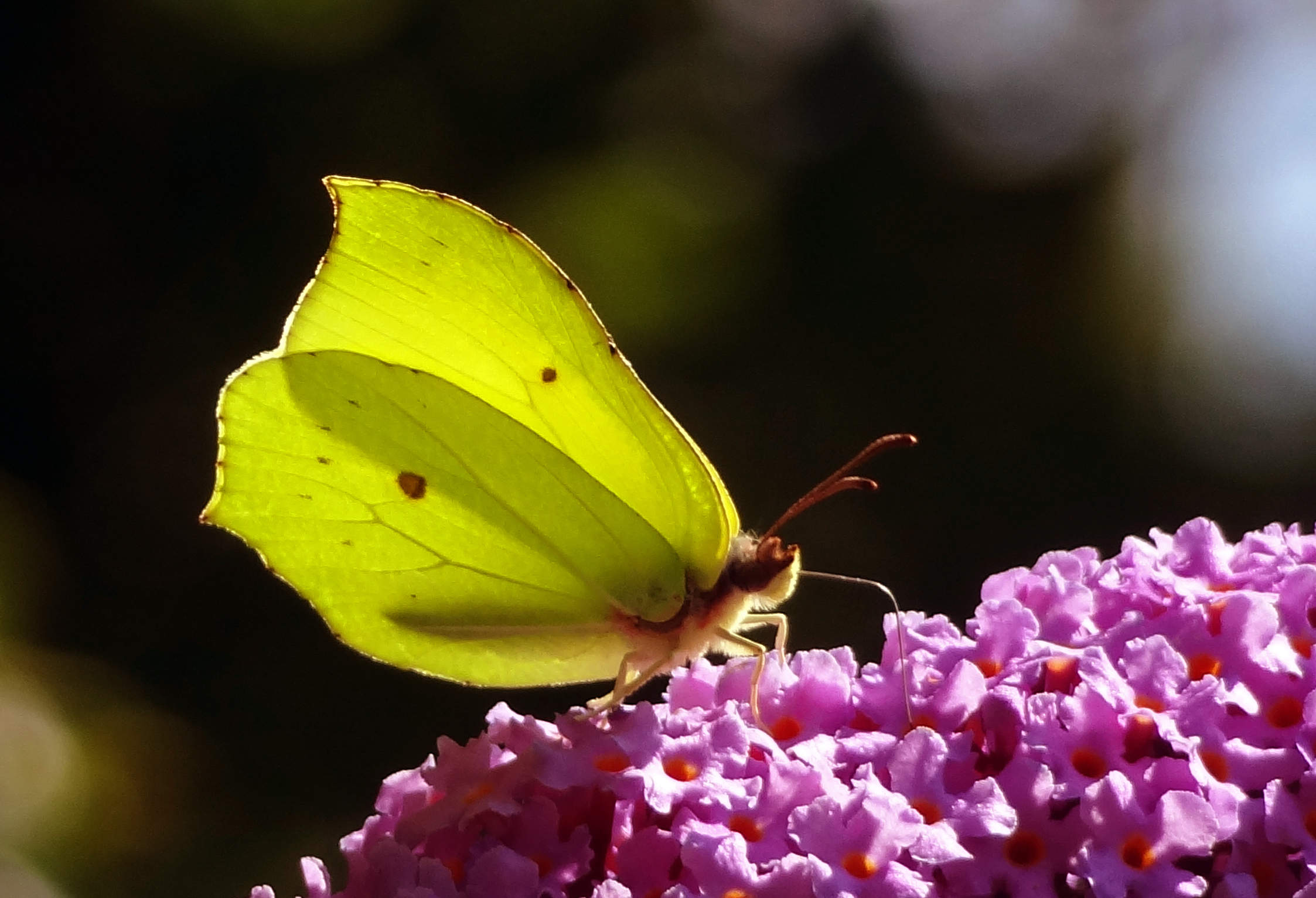 Citroenvlinder