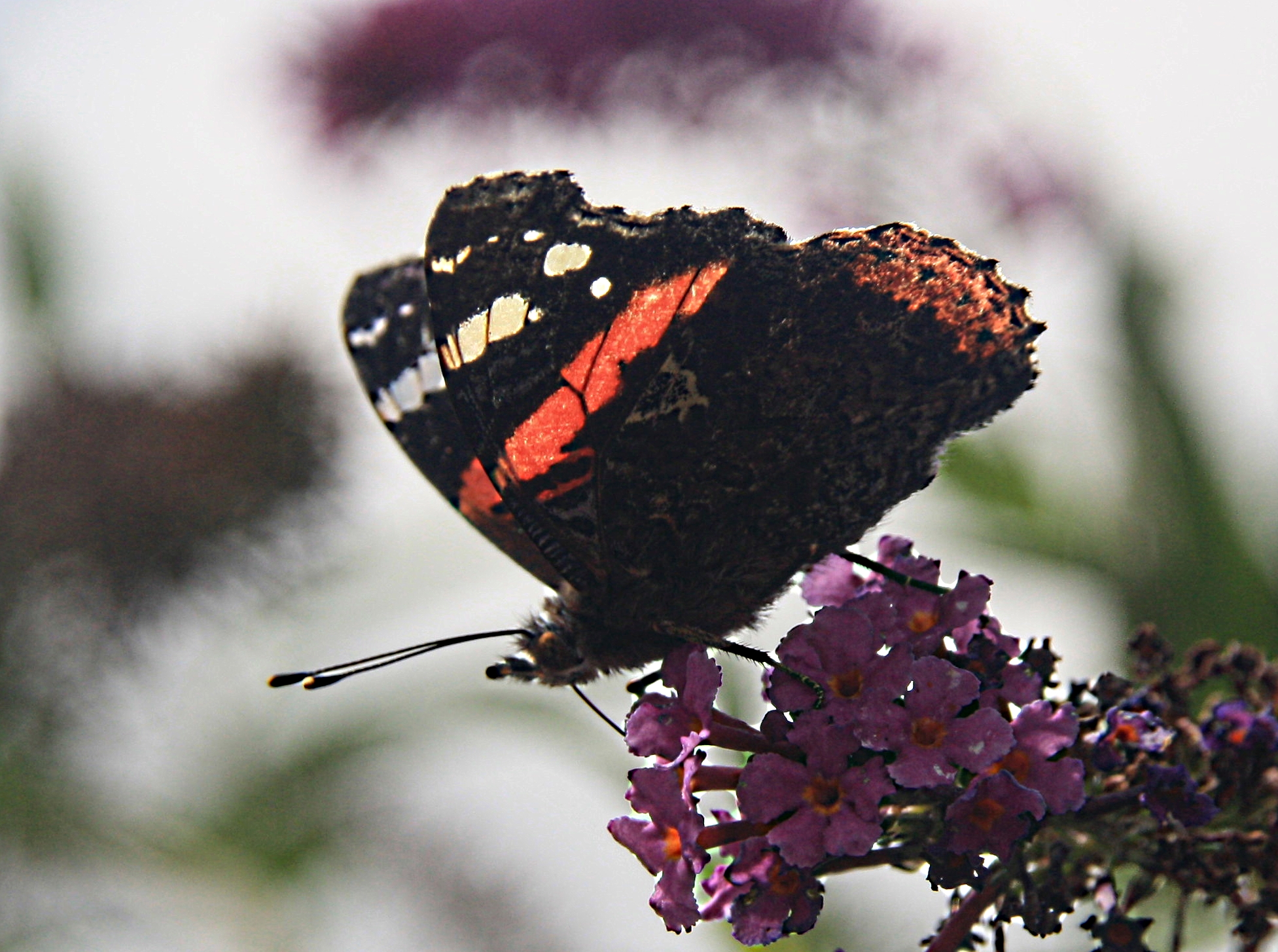 Vanessa Atalanta