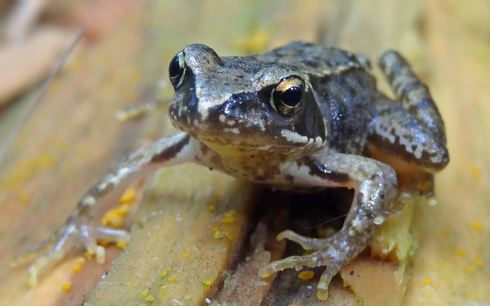 Heikikker  op boomstam 2