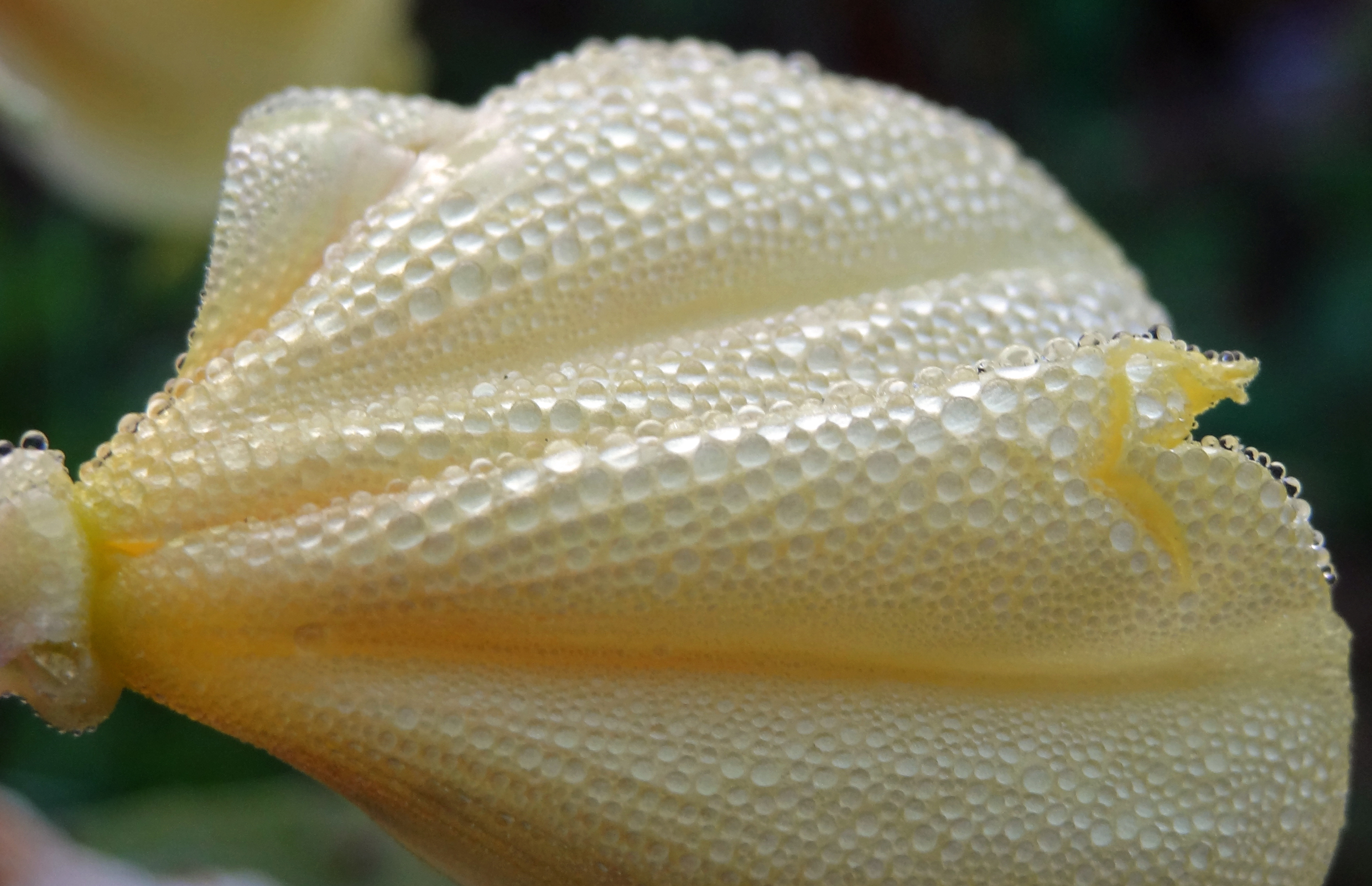 Dauw op bloem