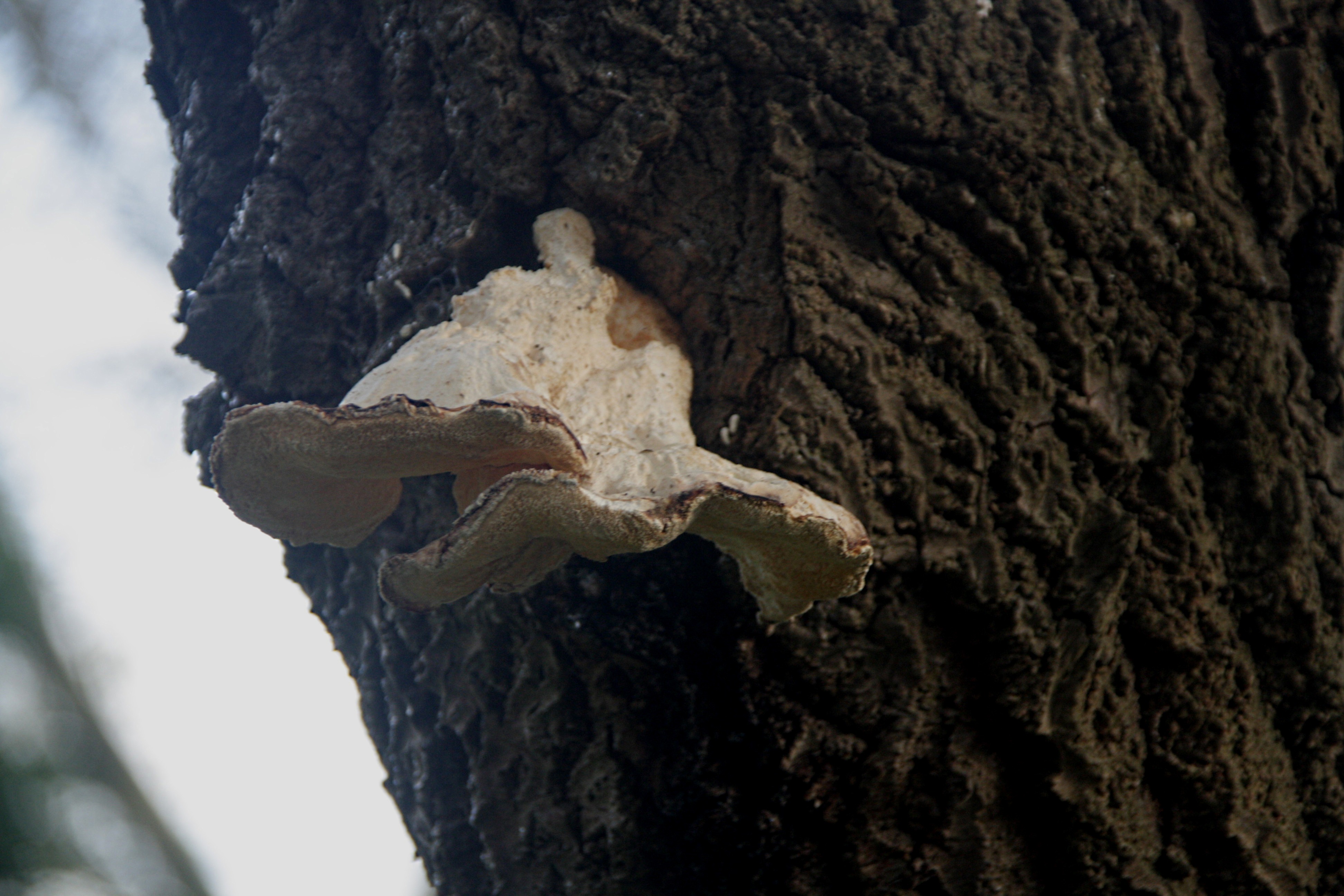 Paddenstoel in de Duinen