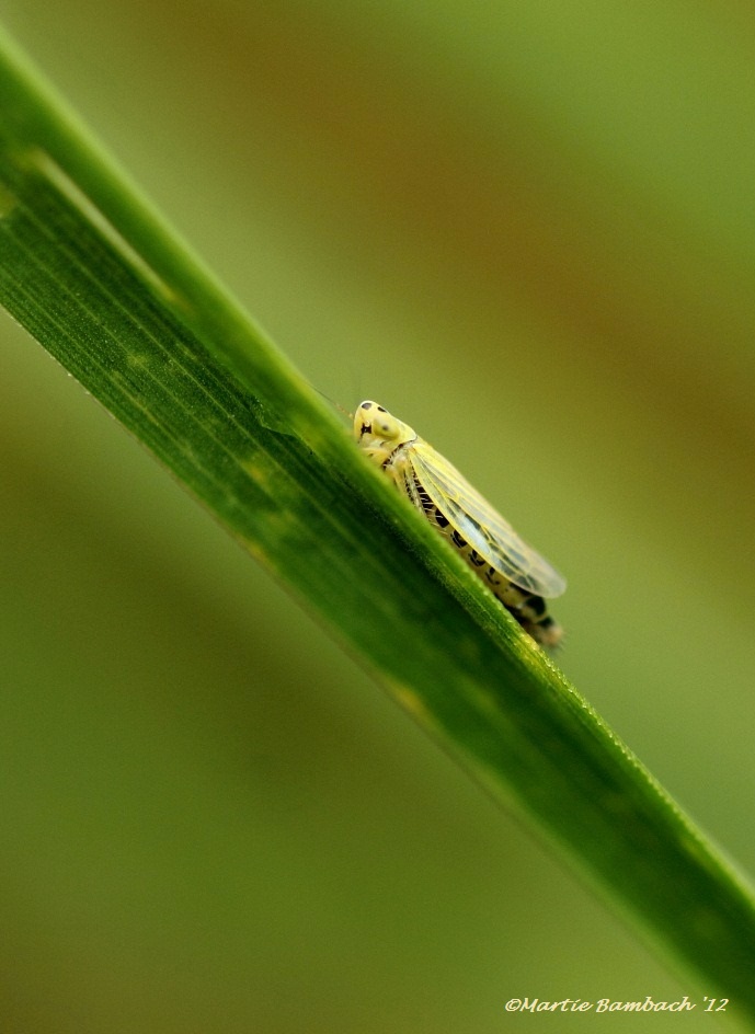 Green, Yellow & Blue