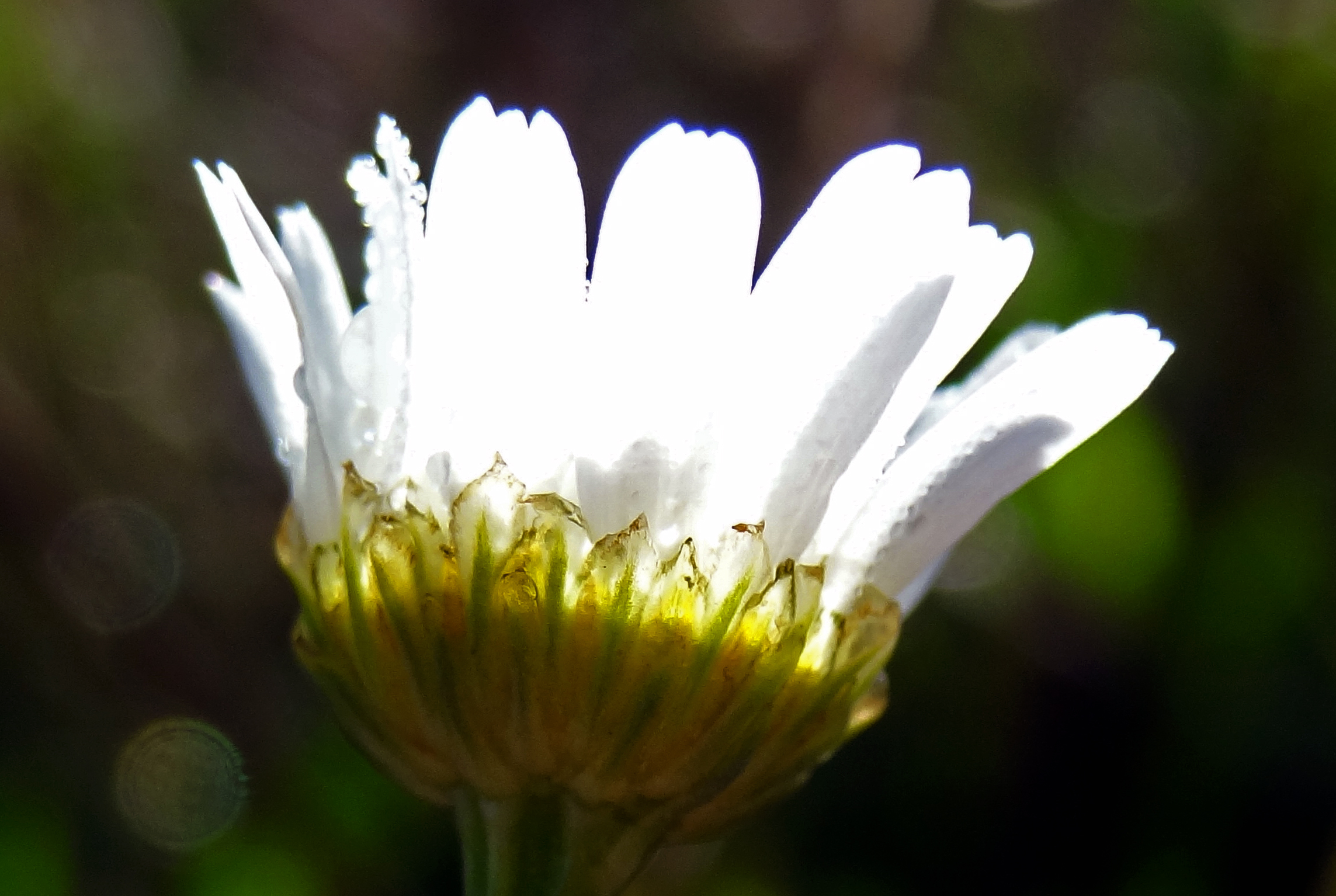 Dauw op bloem3