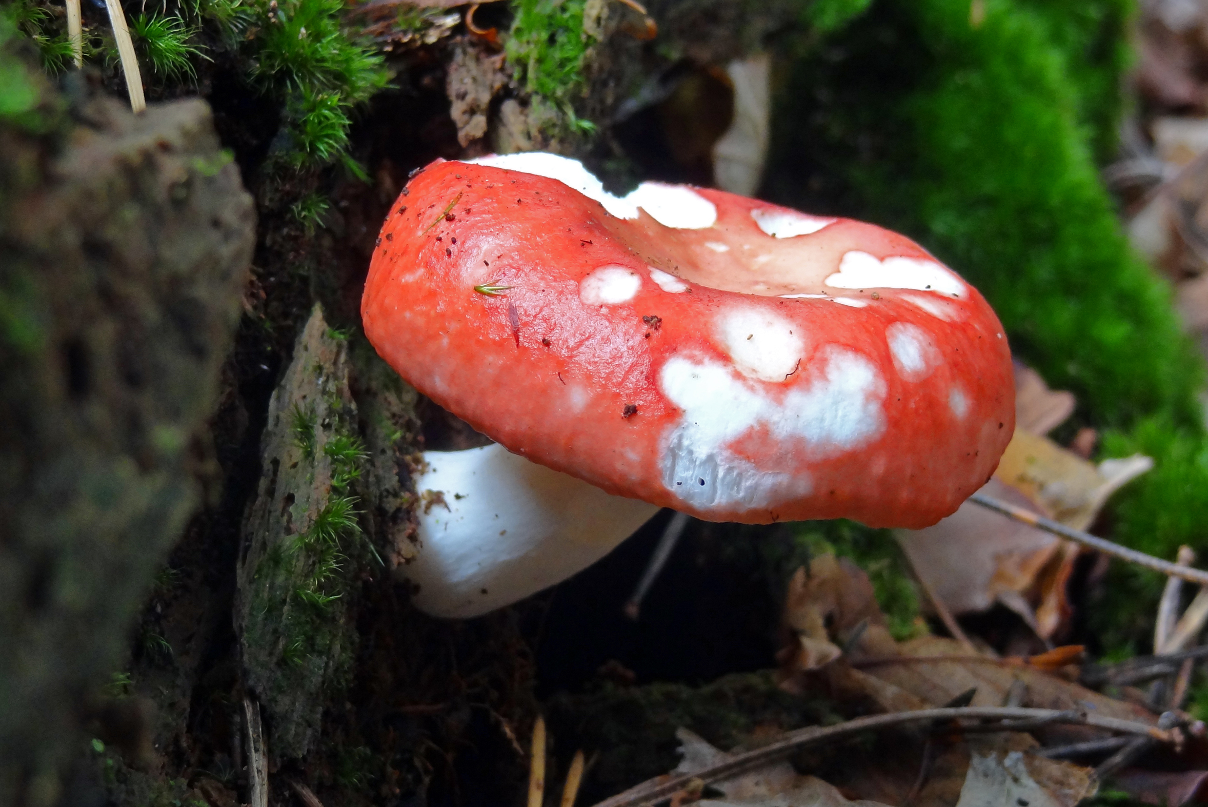 Braakrussula