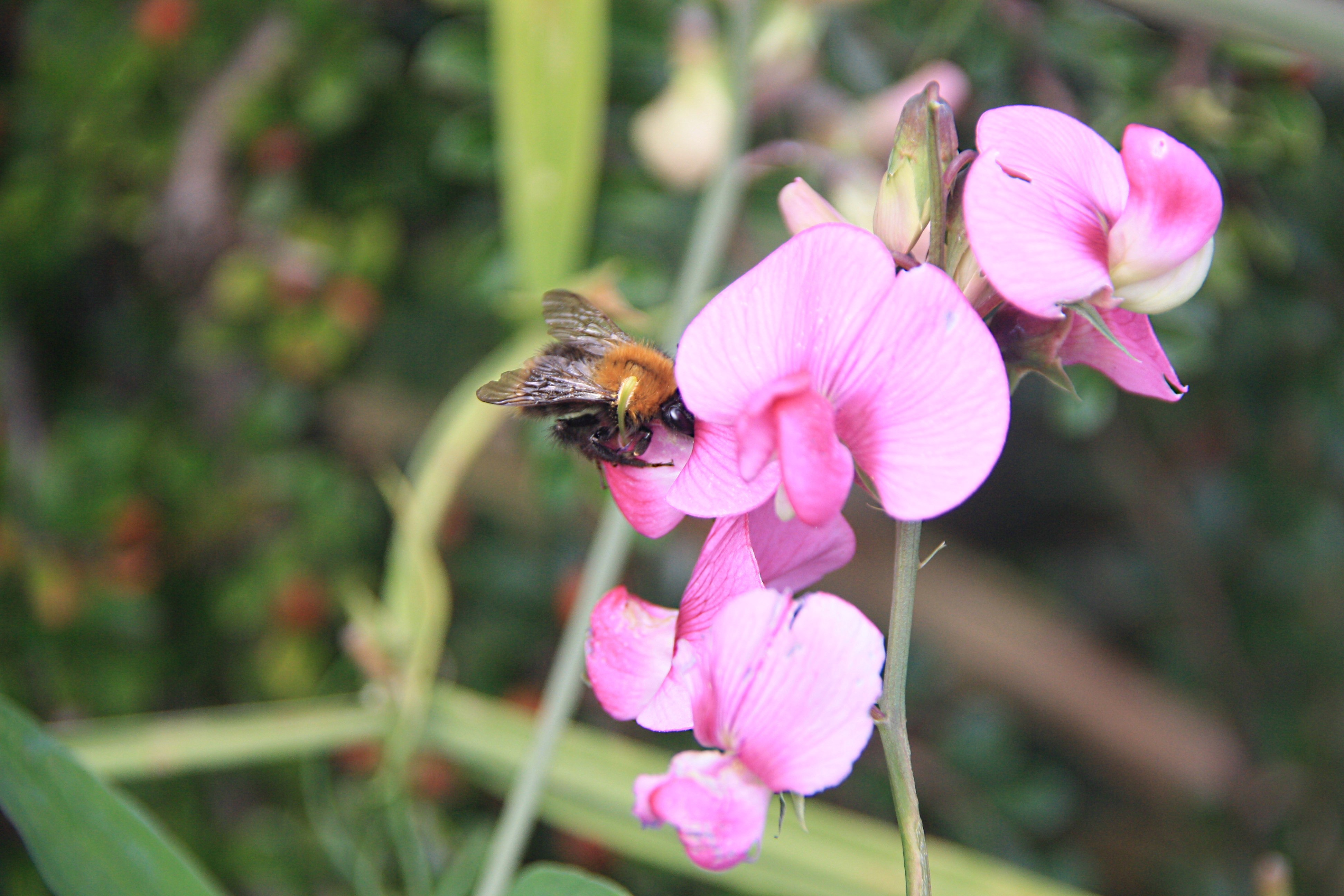 Hommel op Lathyrus