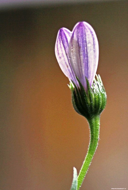 Osteospermum Bugs Bunny Arnhemmum