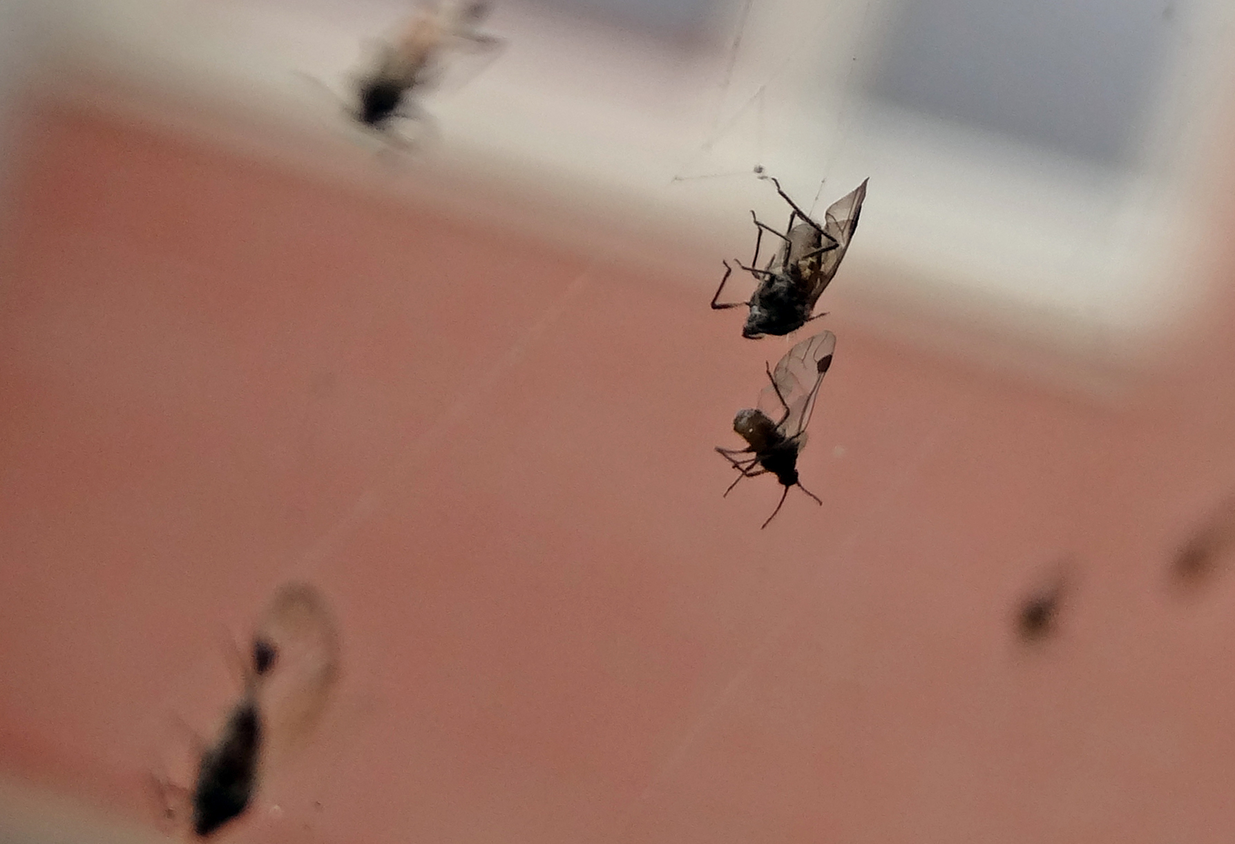 Wenkvliegjes in web