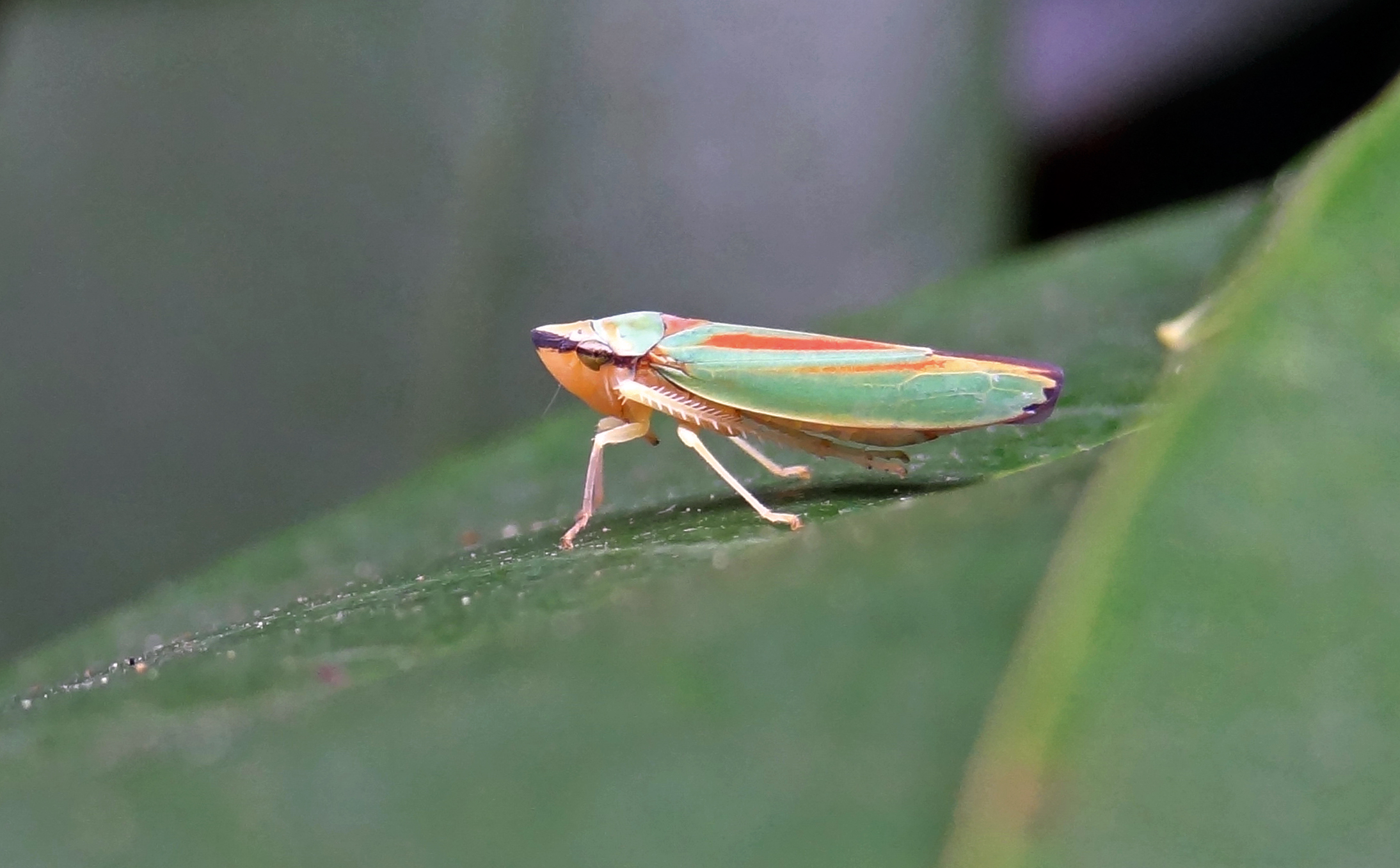 Rododendroncicad...