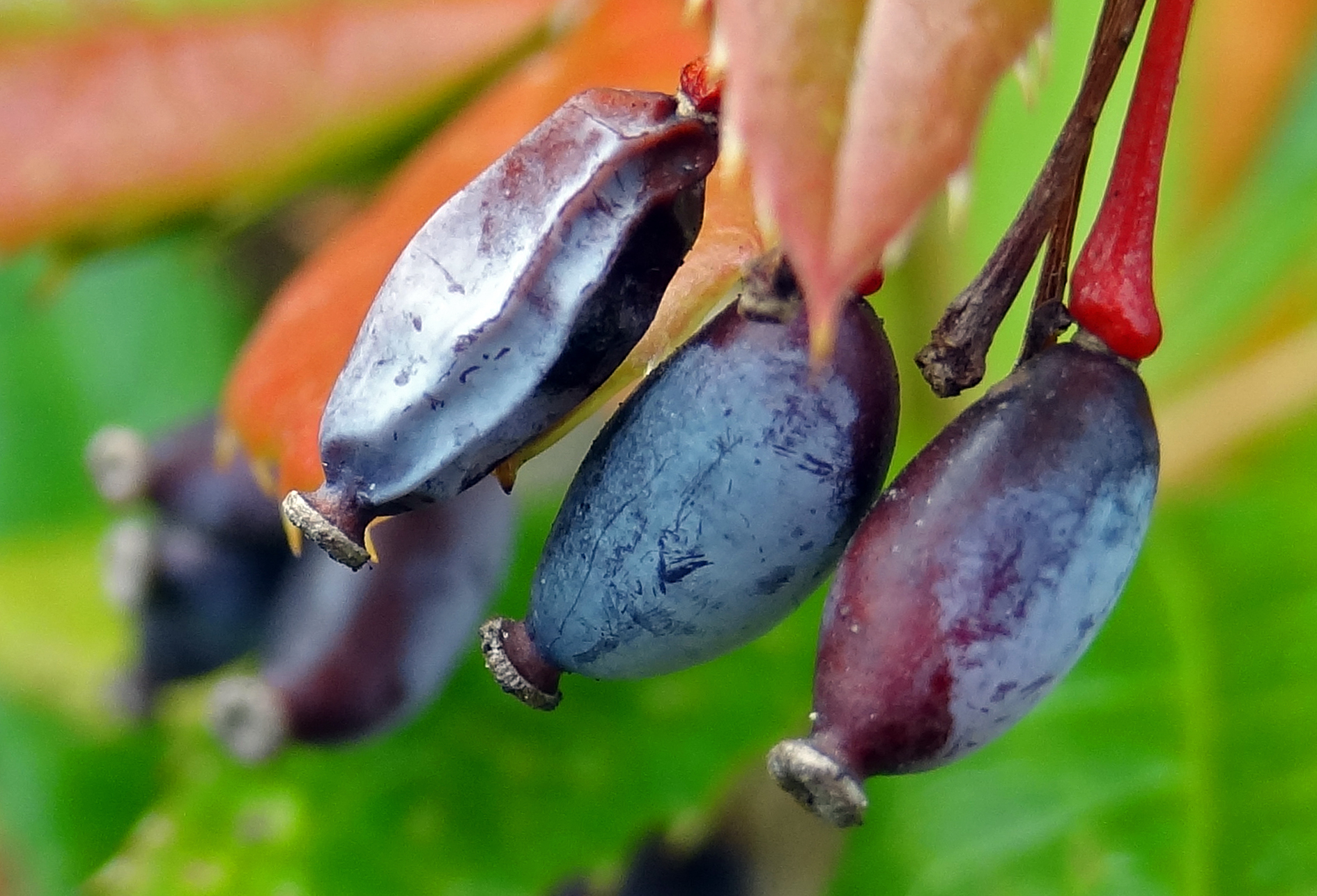 Beetje herfst