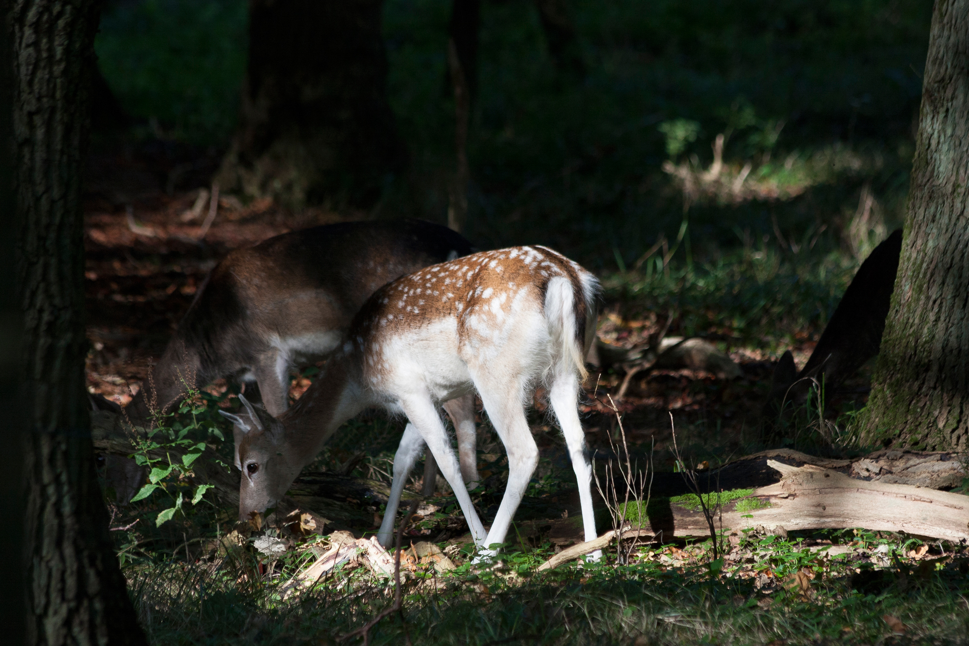 Damherten in de Amsterdamse waterleiding duinen.