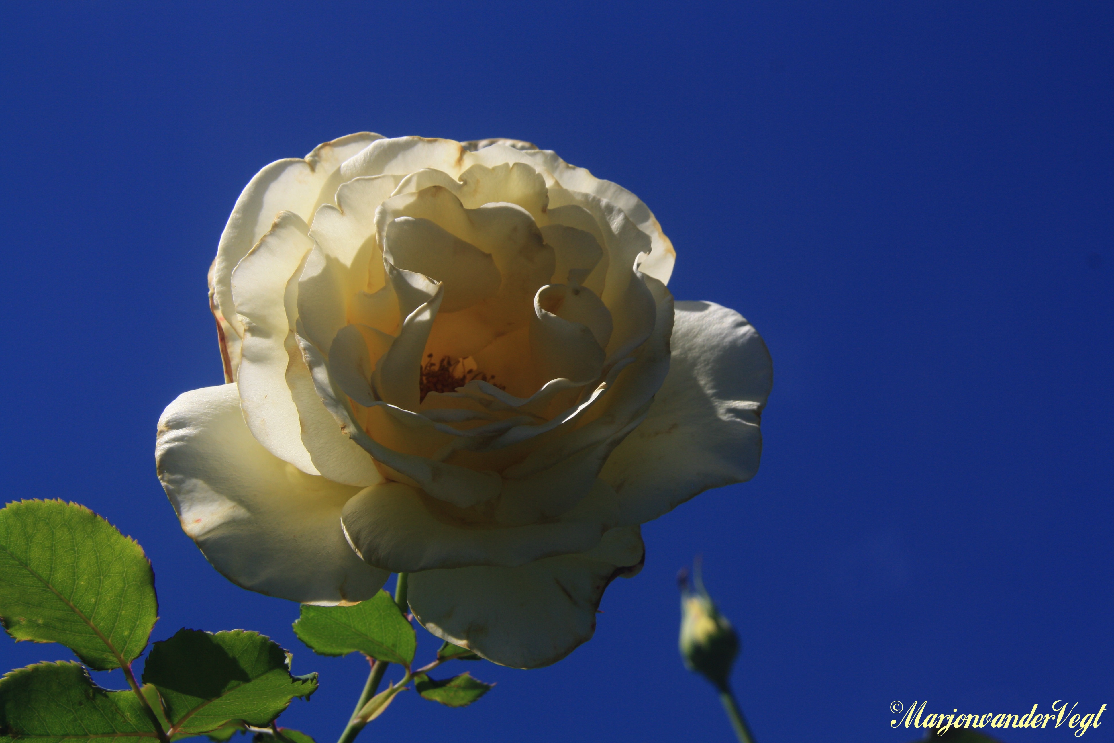 Gele schone in felle zomerzon