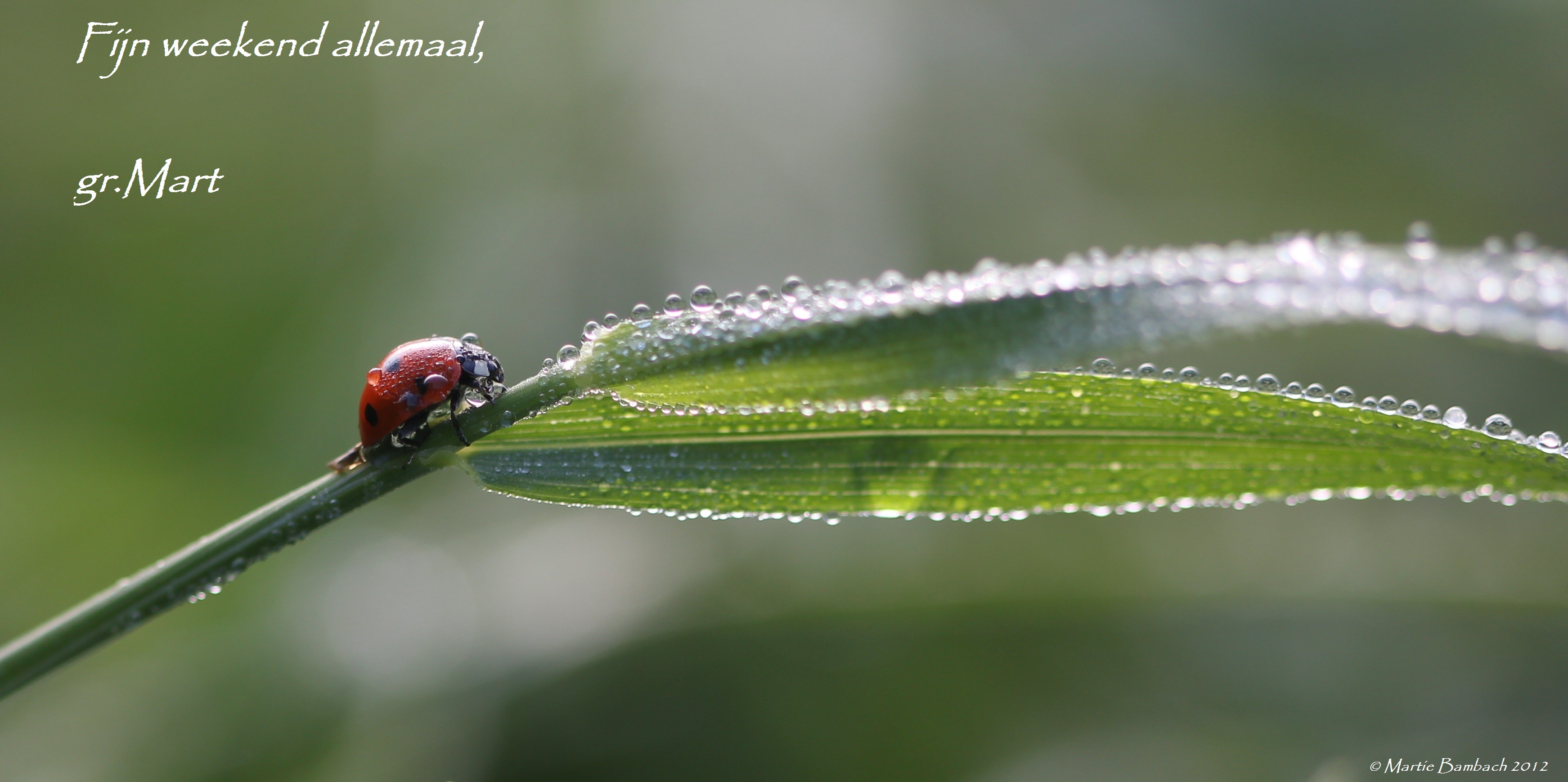 Weekendgroet