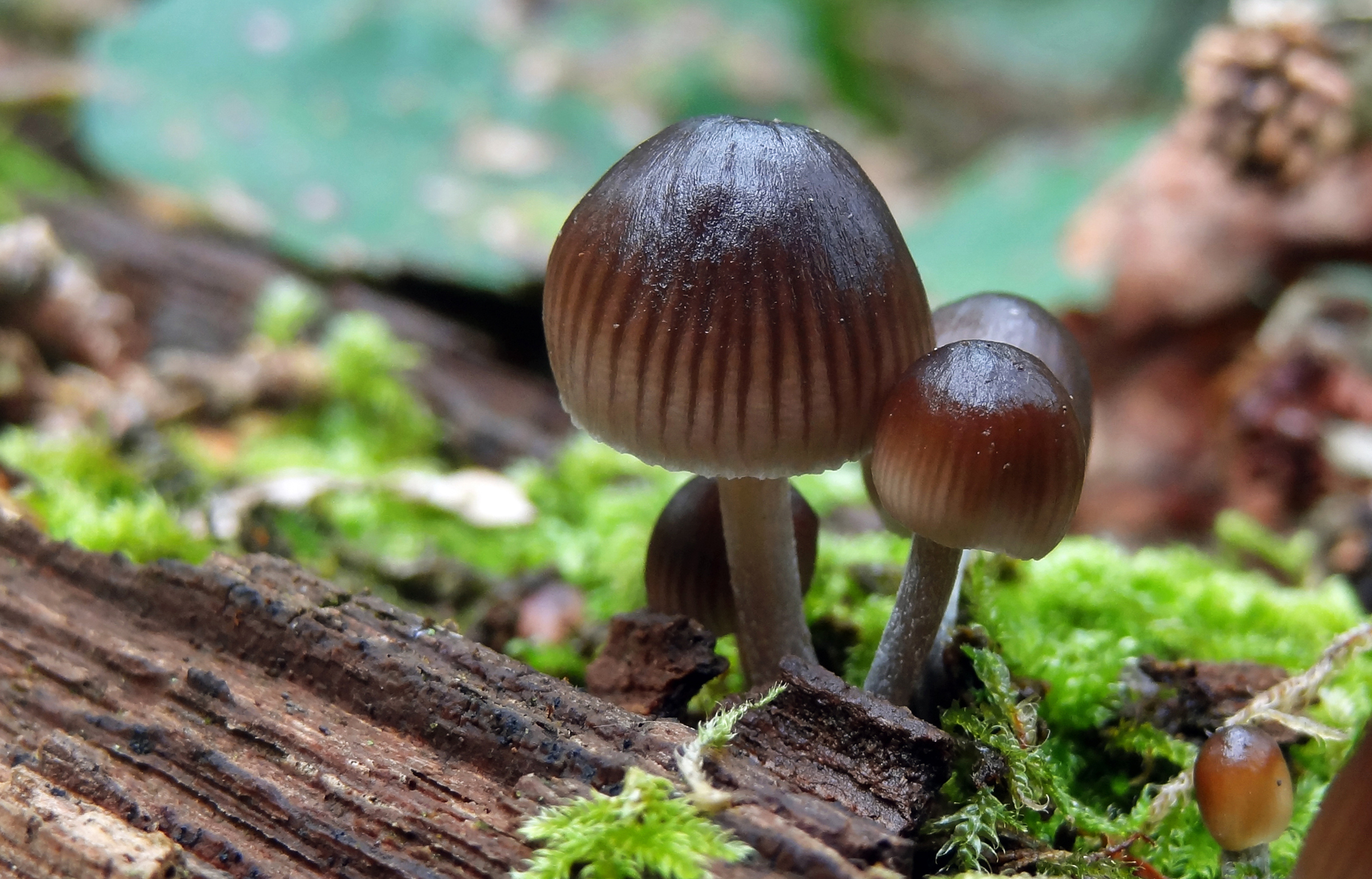Gewoon elfenschermpje?
