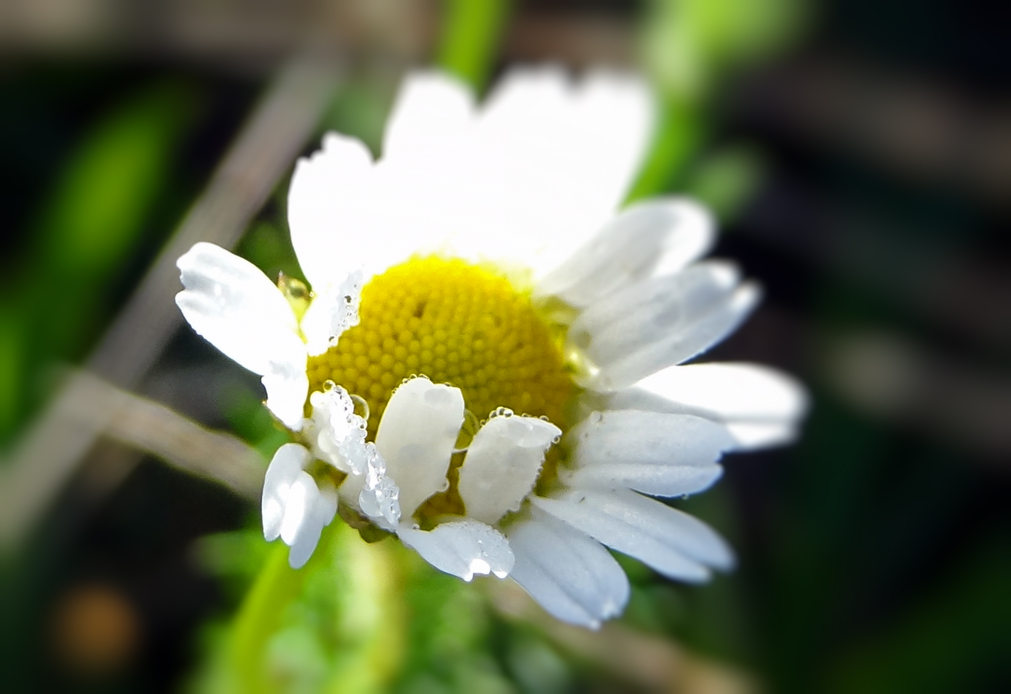 Dauw op bloem2