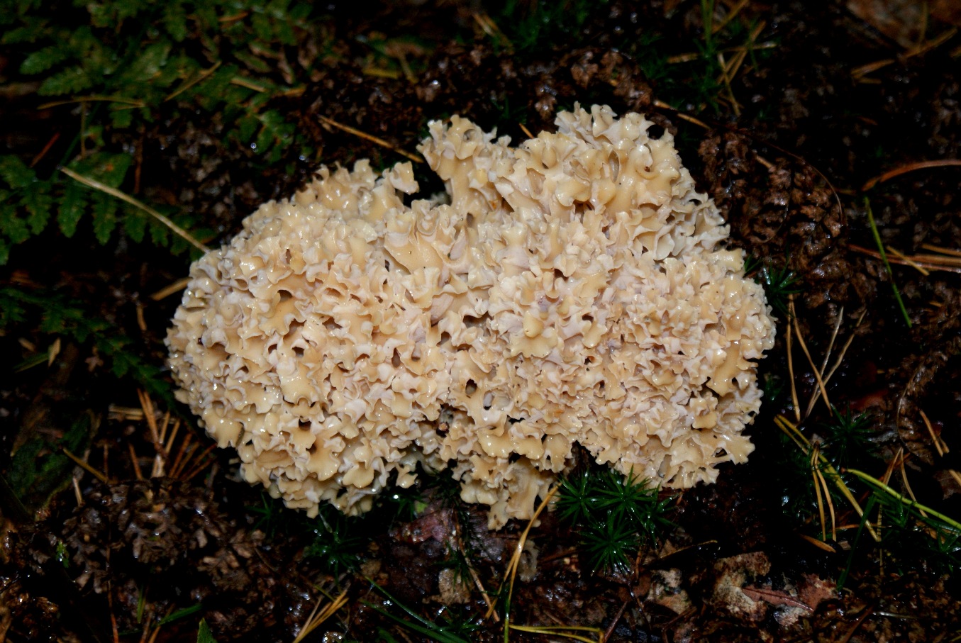 Padd.Zwammen 5a Grote Sponszwam