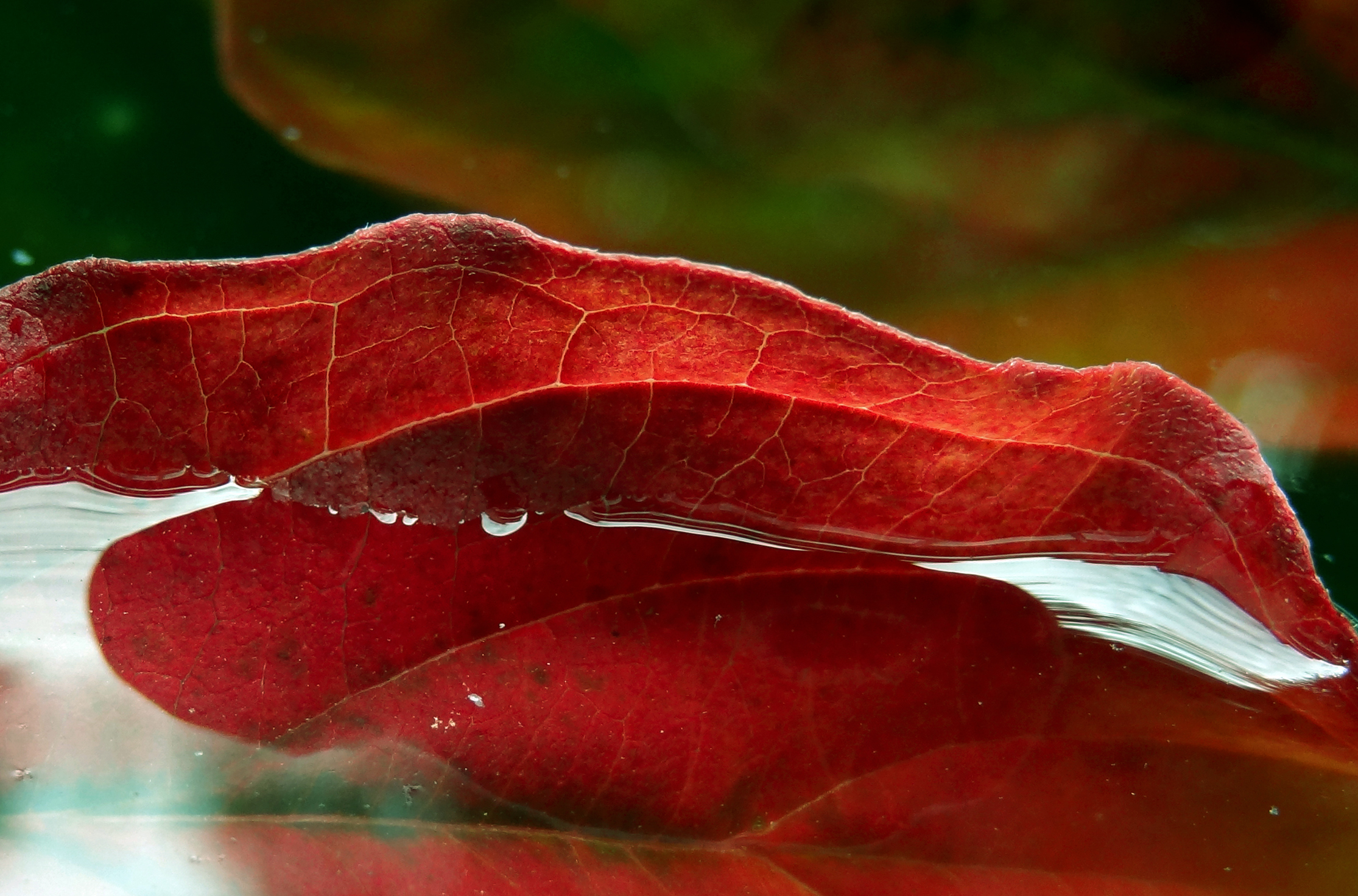 Herfstblad in het water