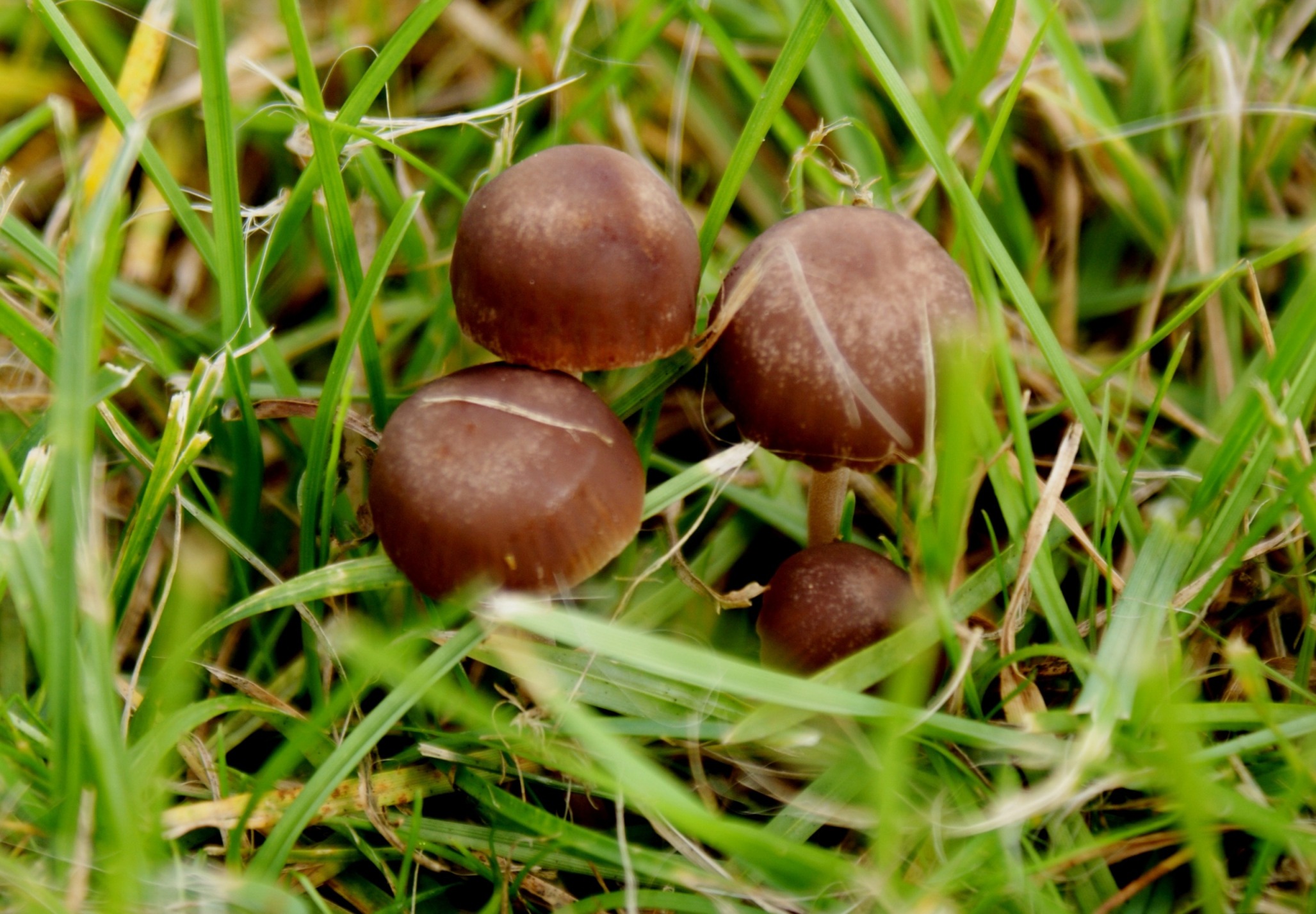 paddestoelen 7