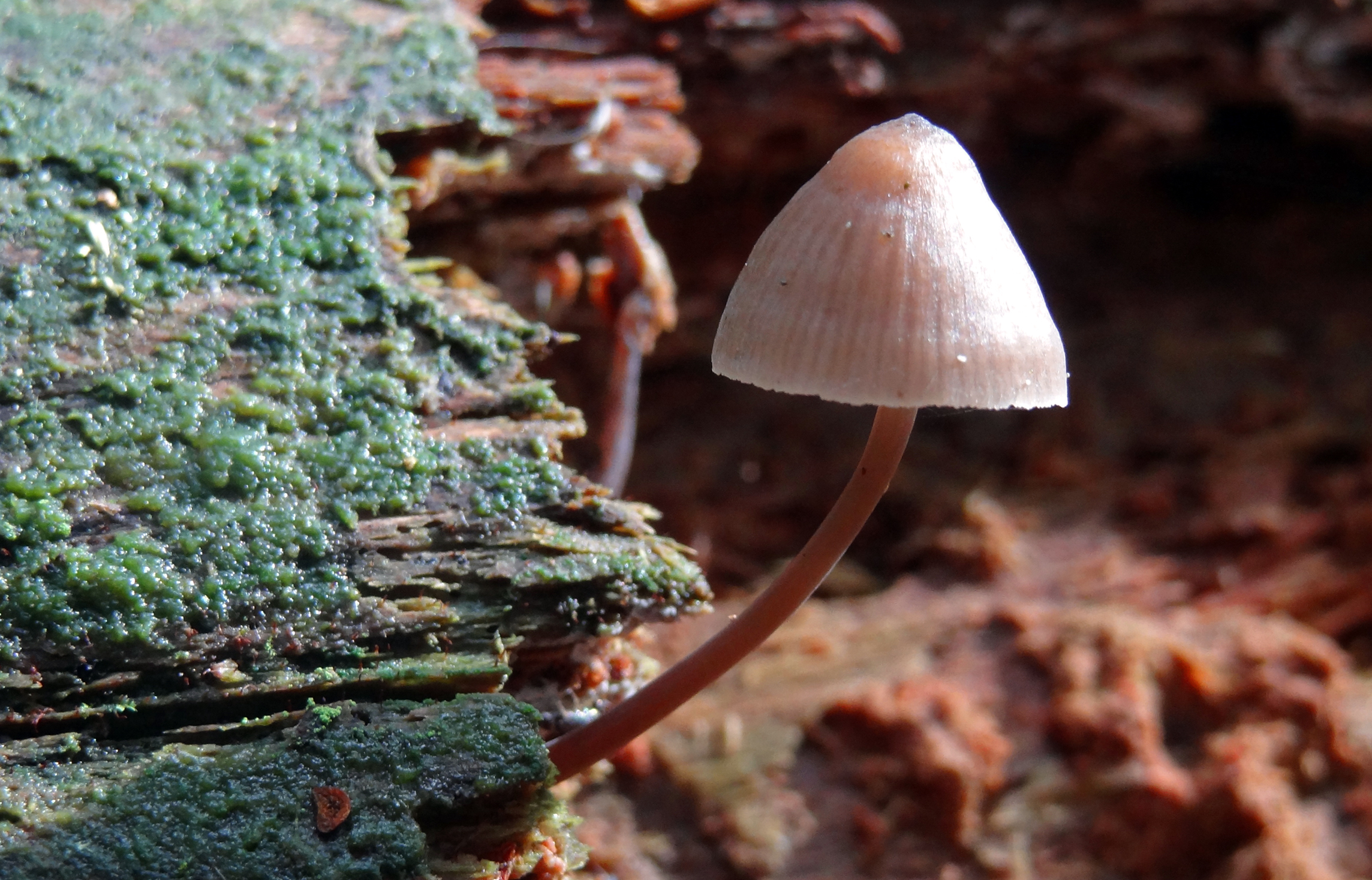 Mycena