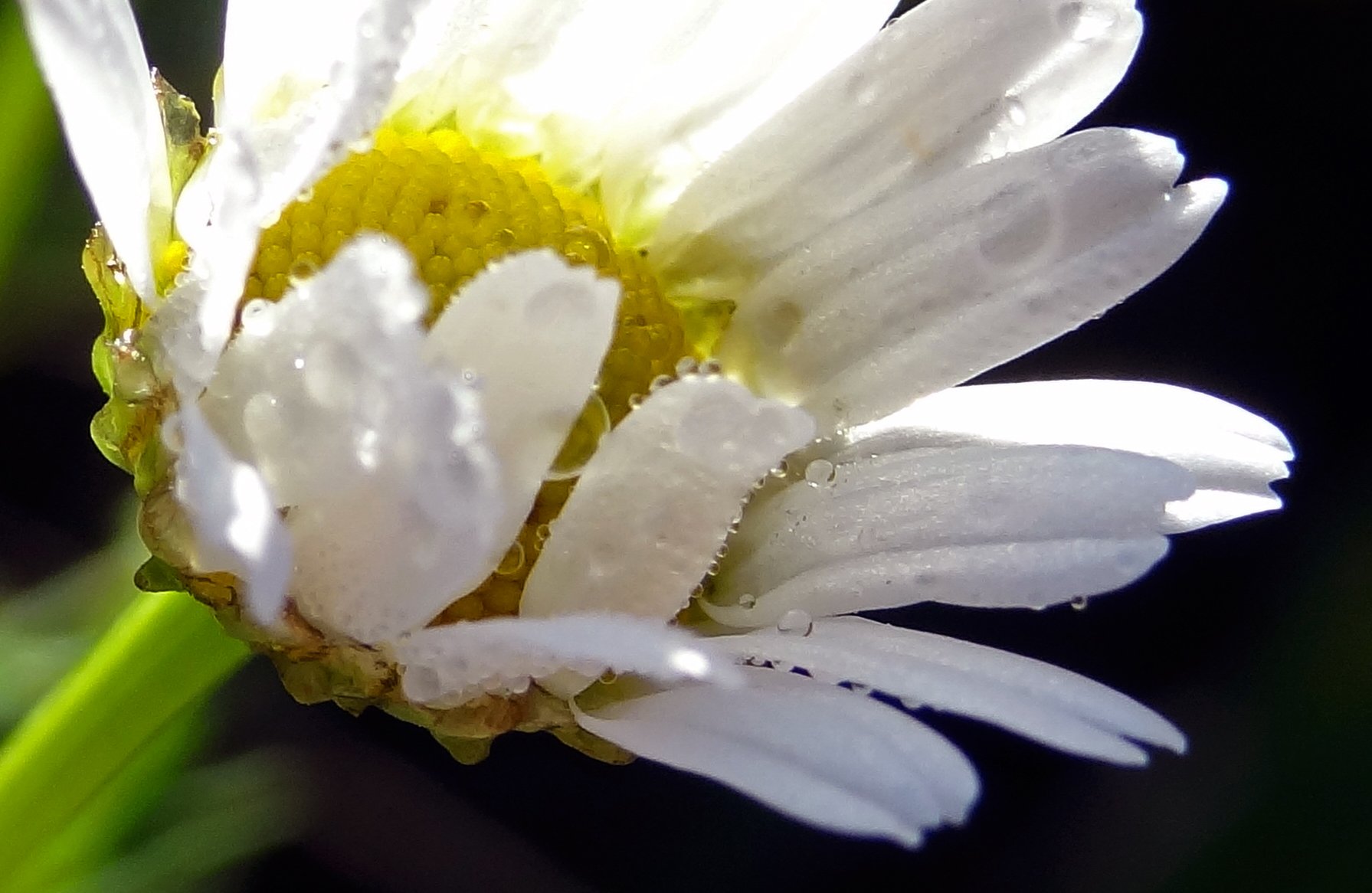 Dauw op bloem
