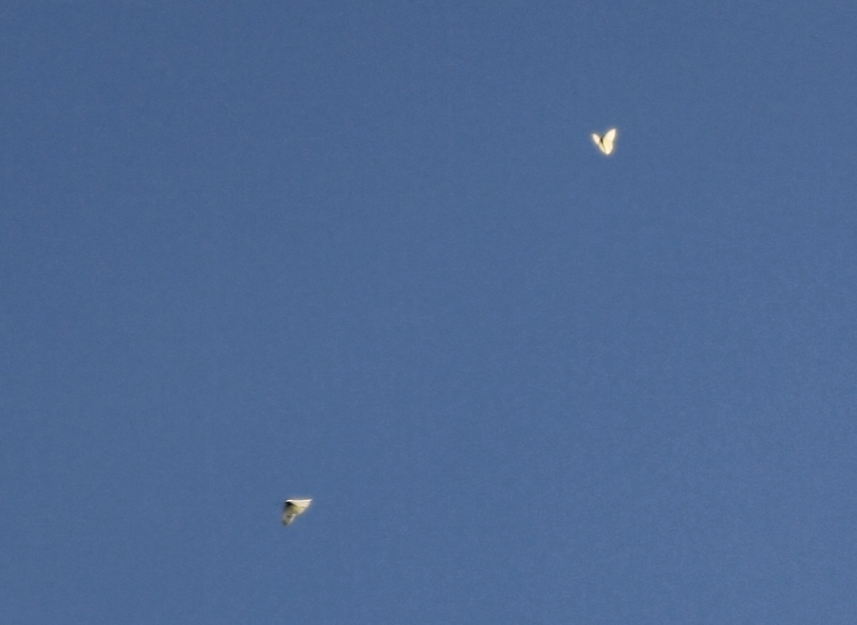 2 vlinders dansen in de zon