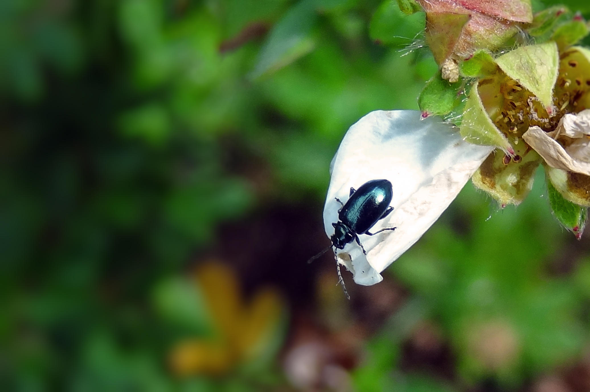 Blauw munthaantje