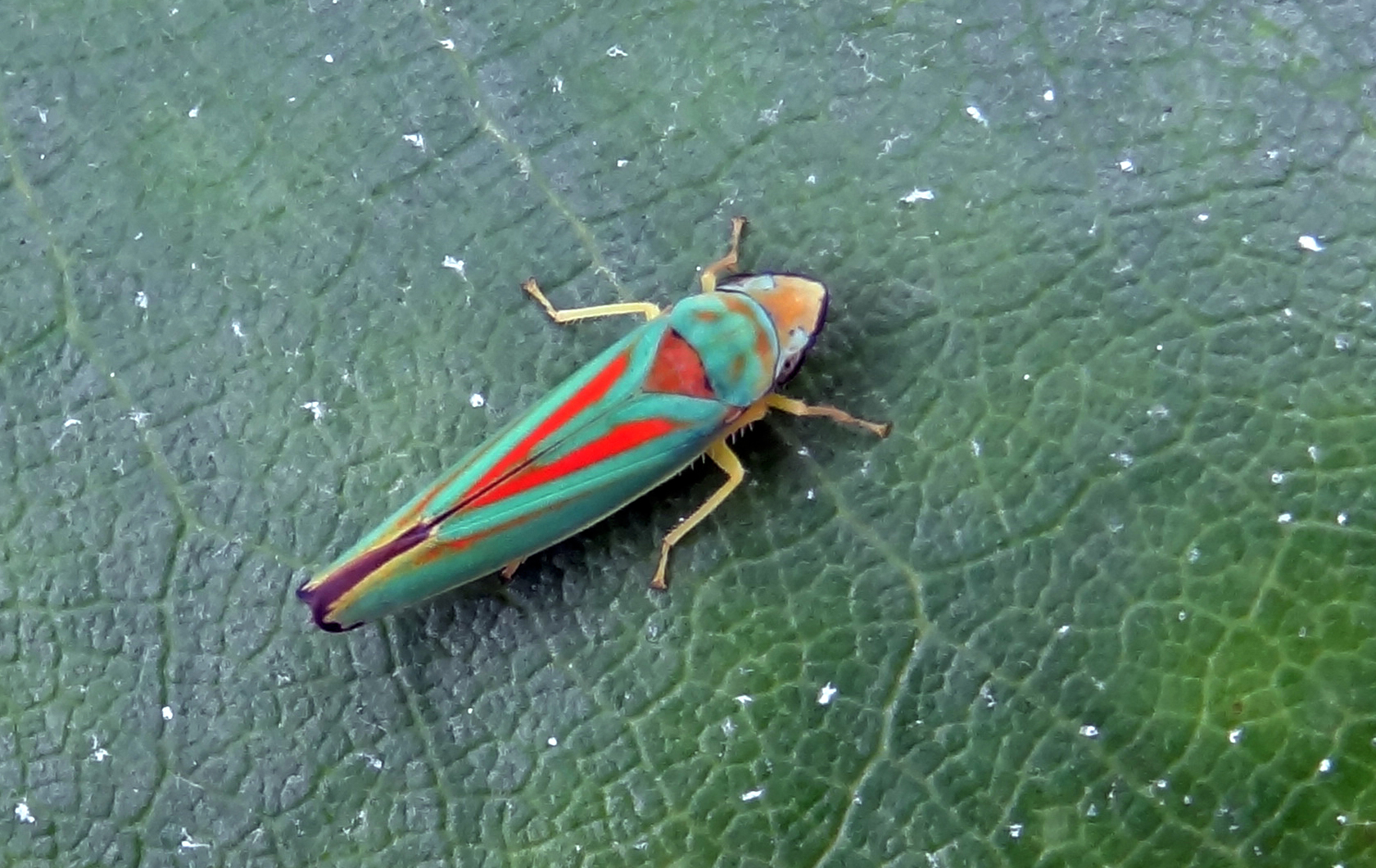 Rododendroncicad...
