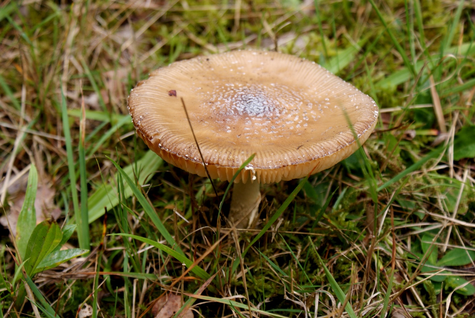 paddestoelen 4