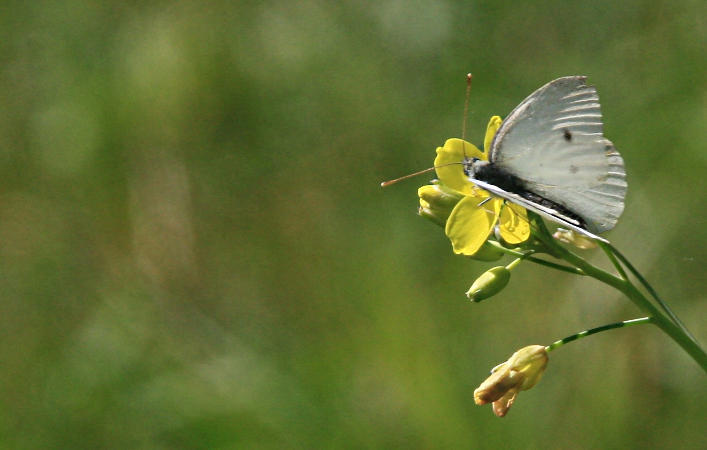 Klein witje op gele bloem