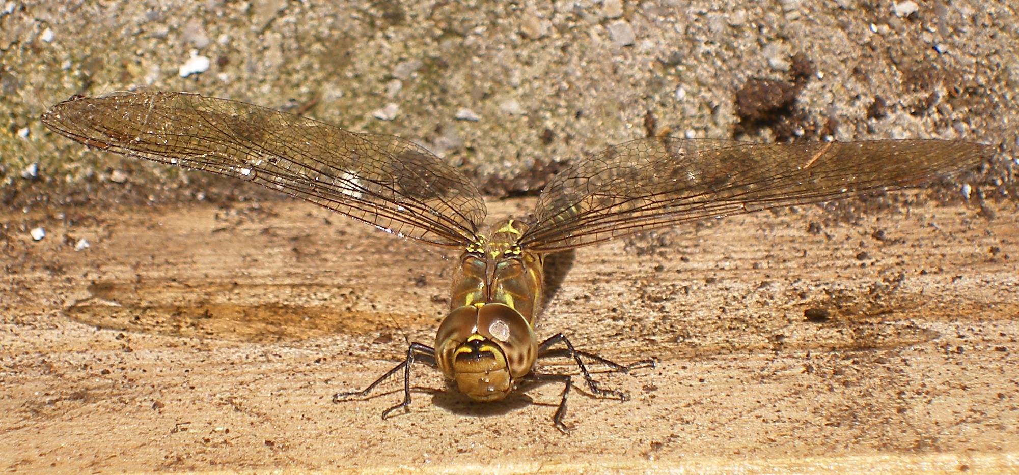 Kijk 'ns in de poppetjes van...