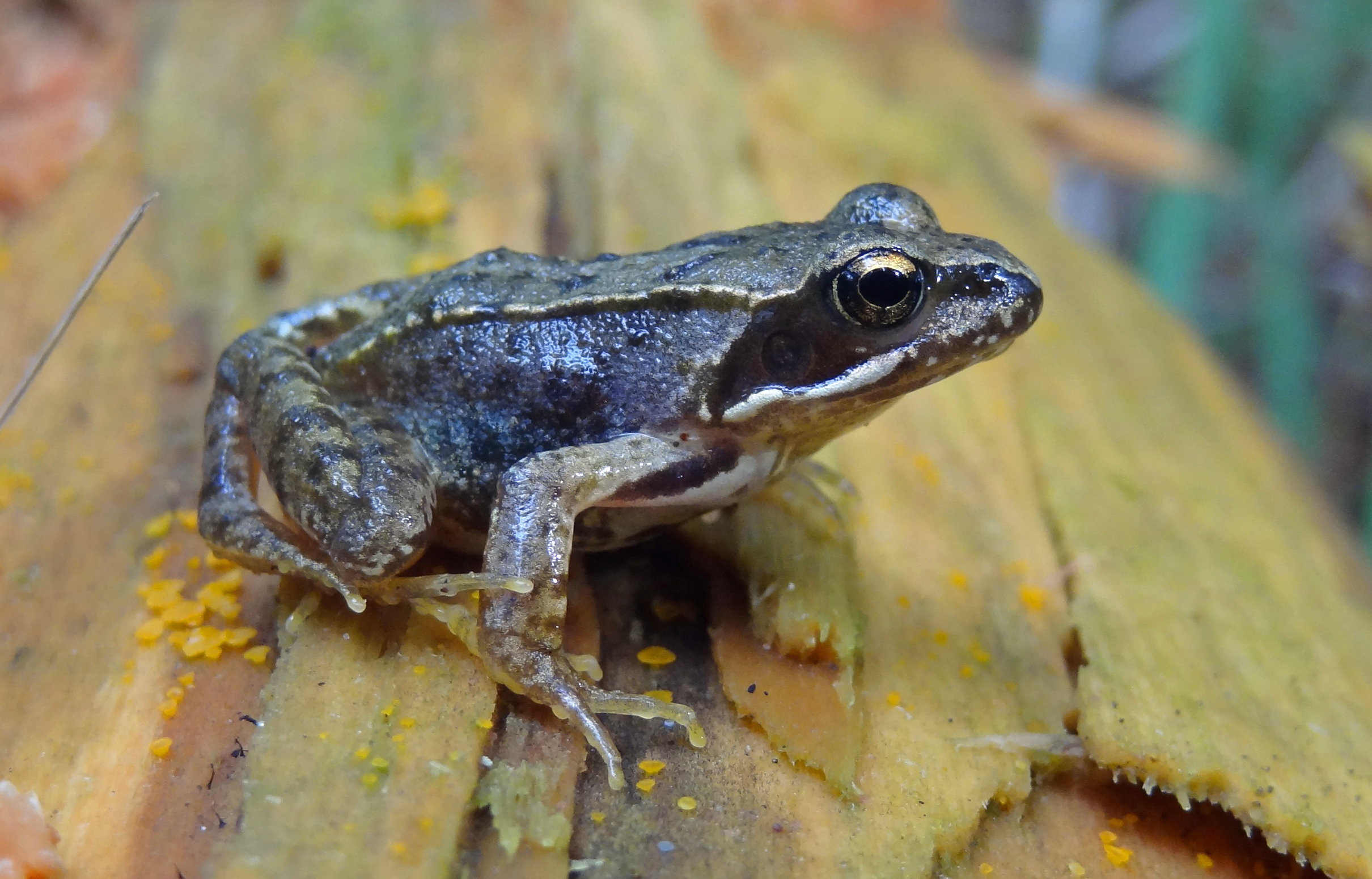 Heikikker op boomstam