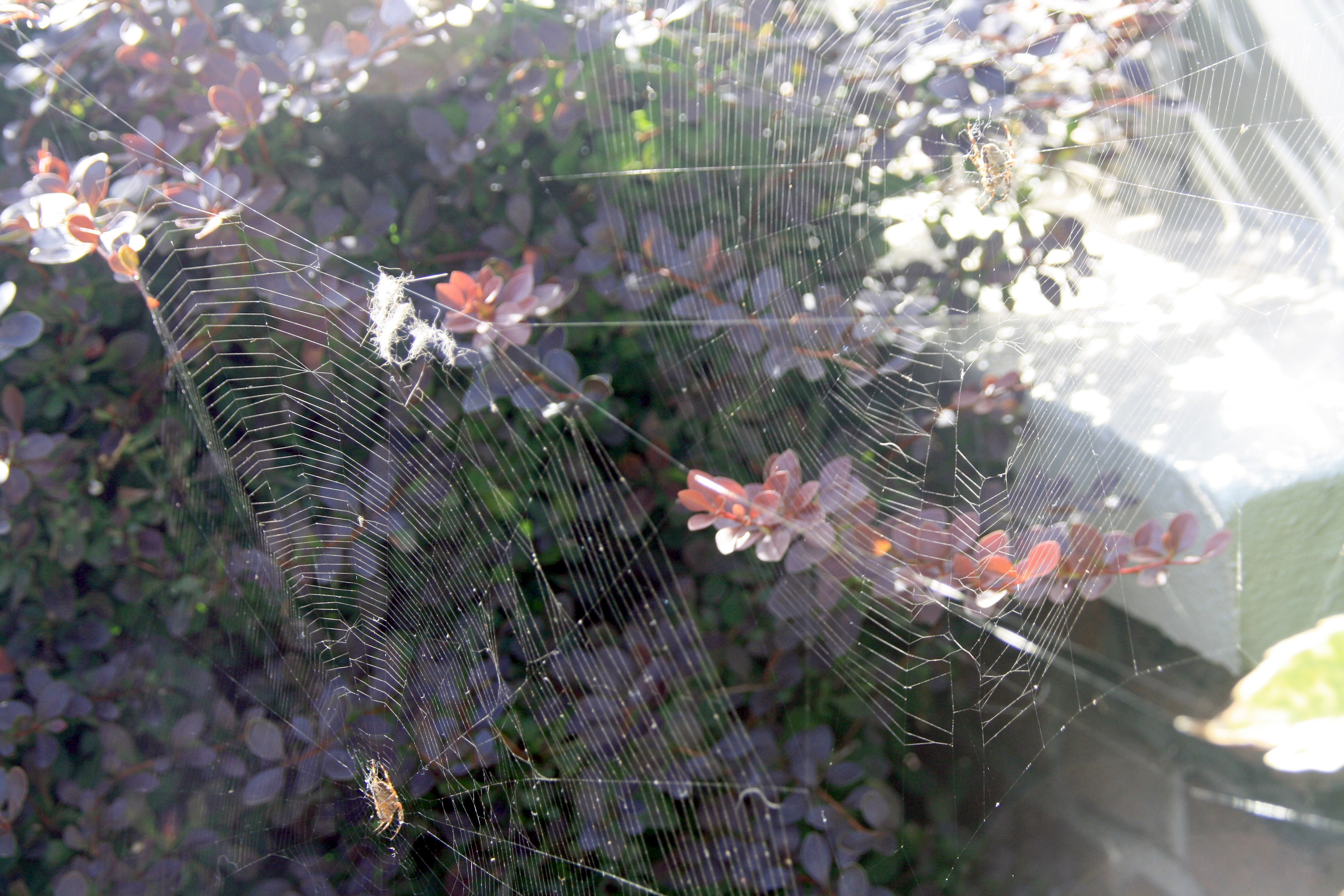 Spinnen zijn er klaar voor..