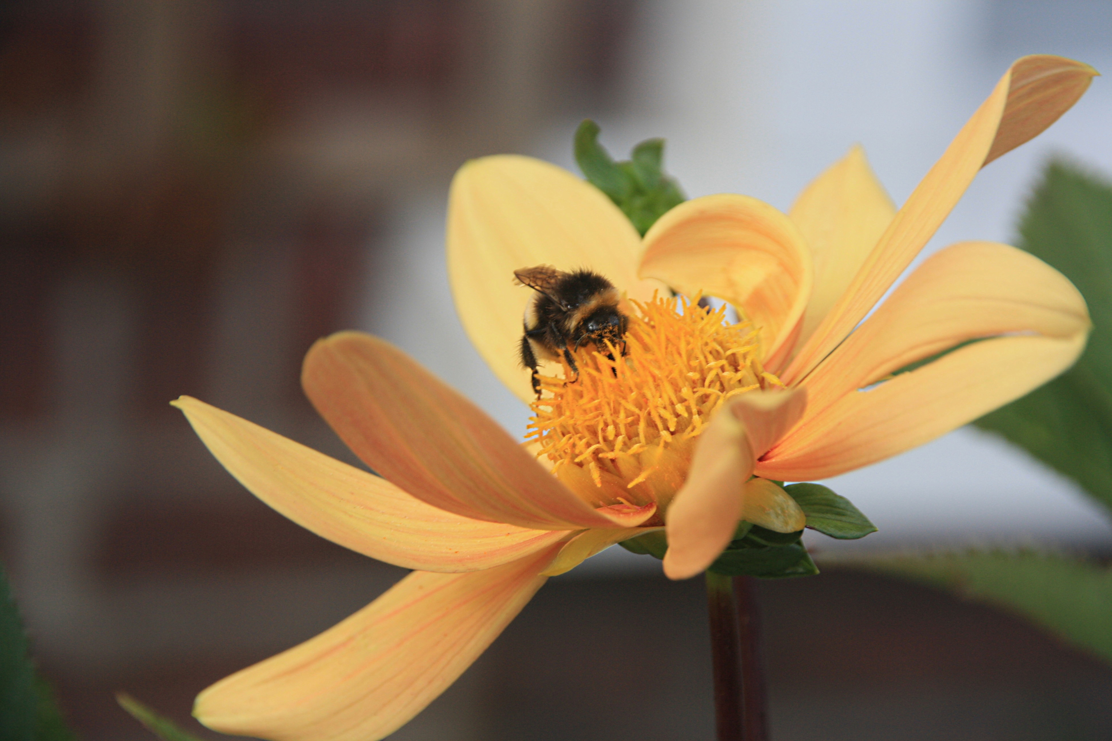 Hommel op bloem
