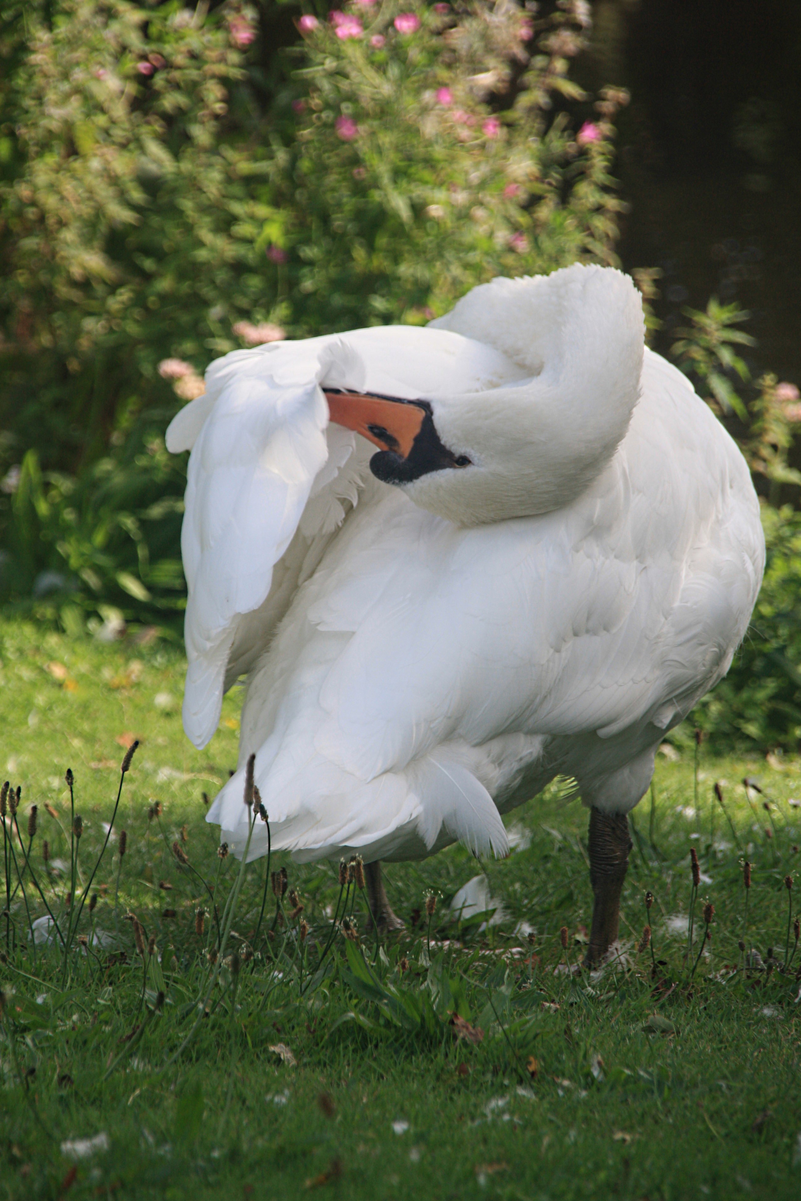Handig zo'n lange nek