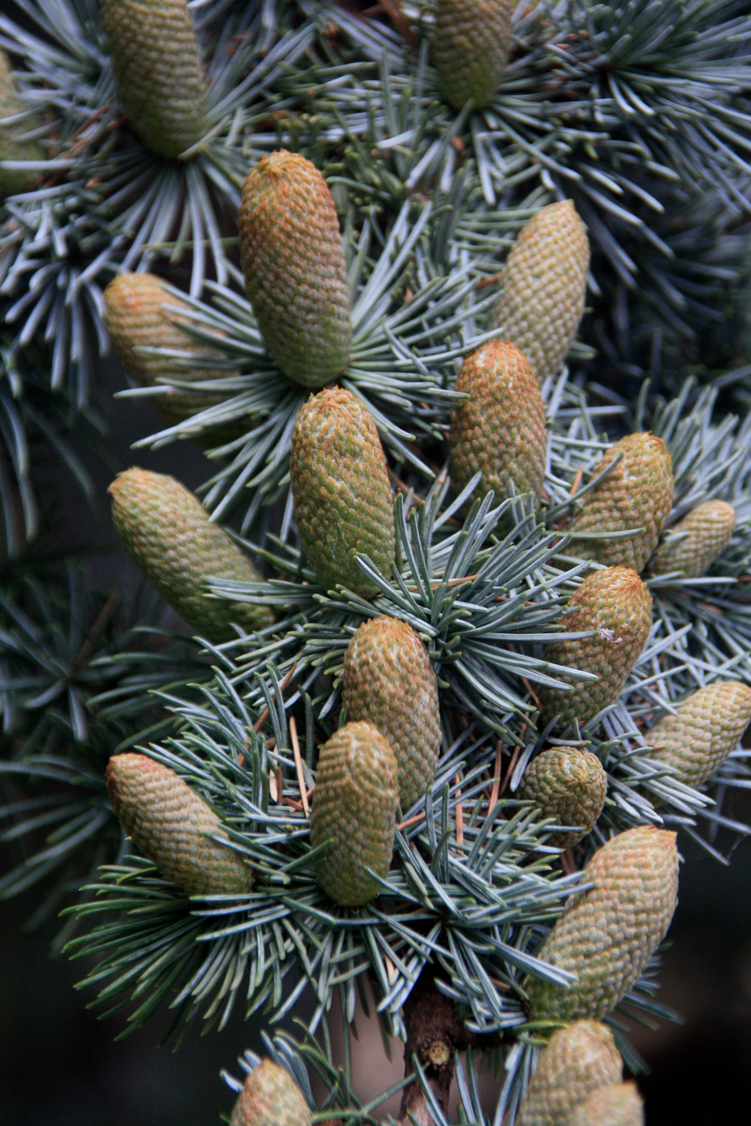 Dennenappels in wording