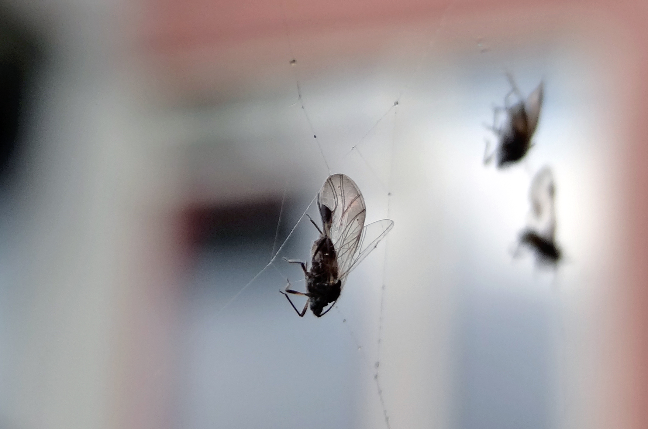 Wenkvliegjes in web