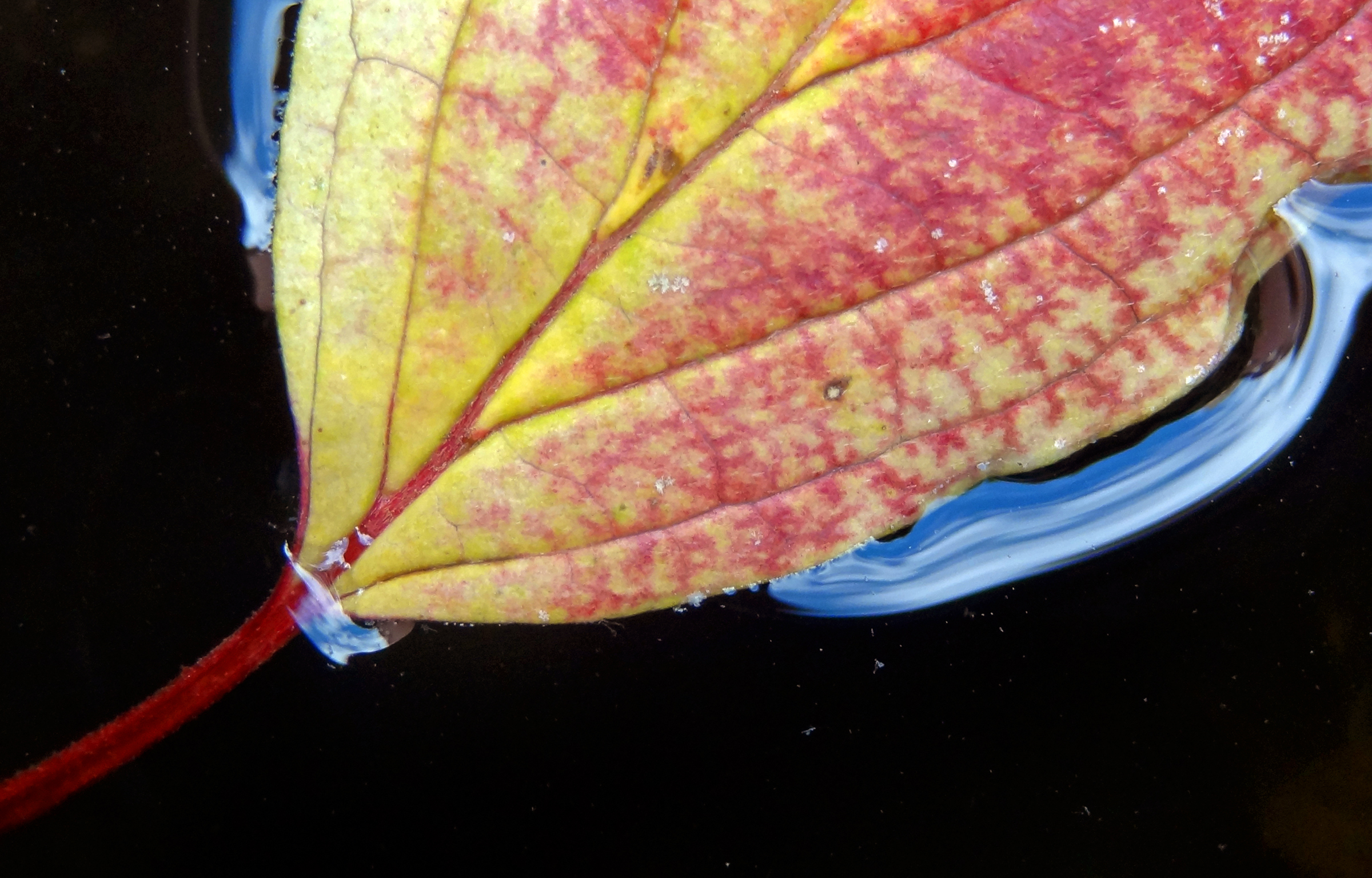 Herfstblad in het water