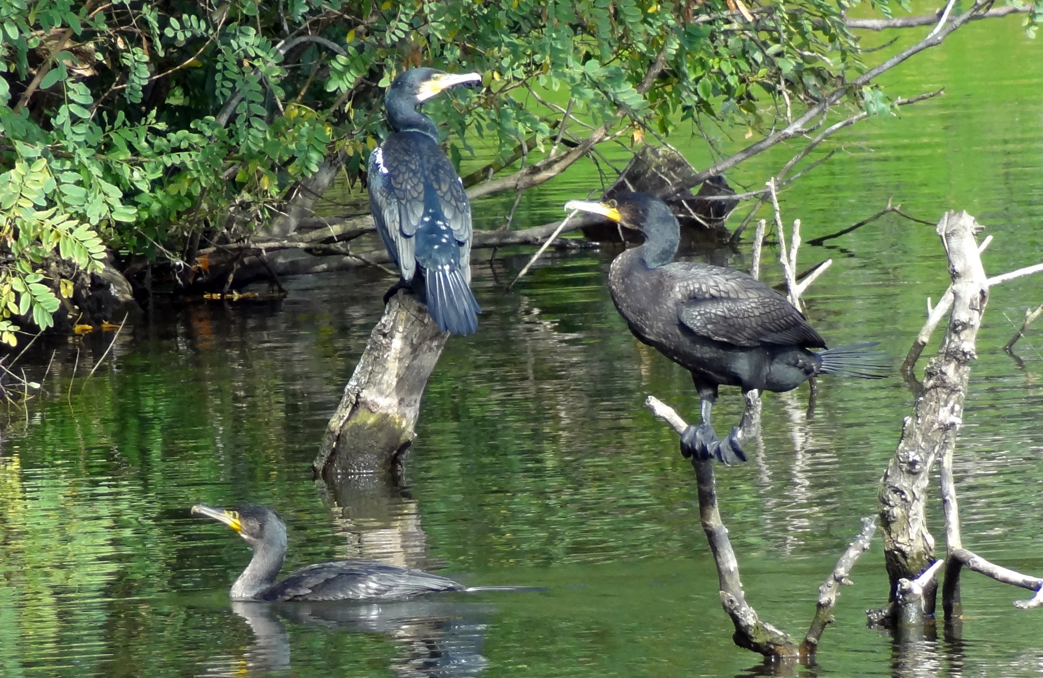 Aalscholvers in het park