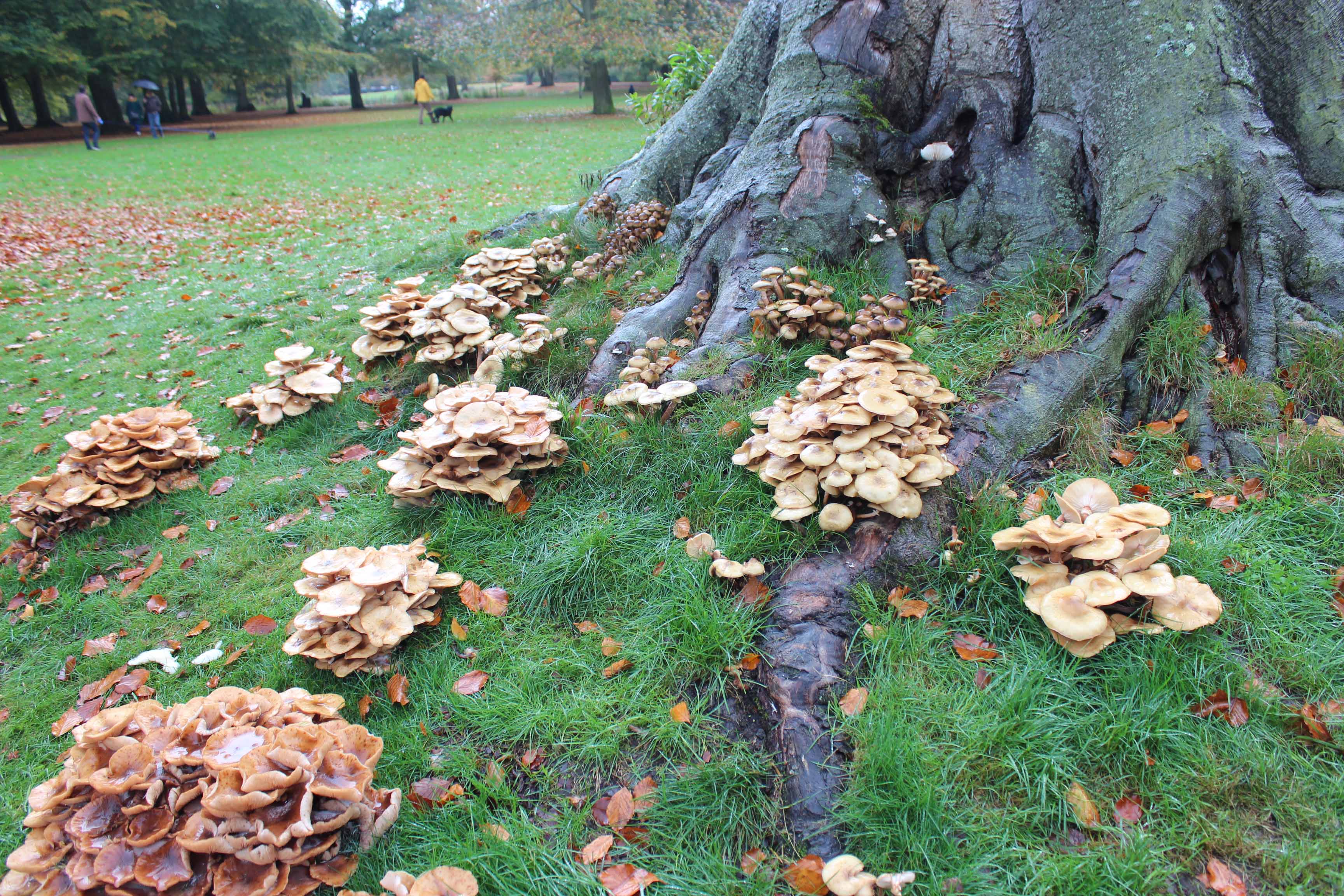 bonte verzameling paddestoelen